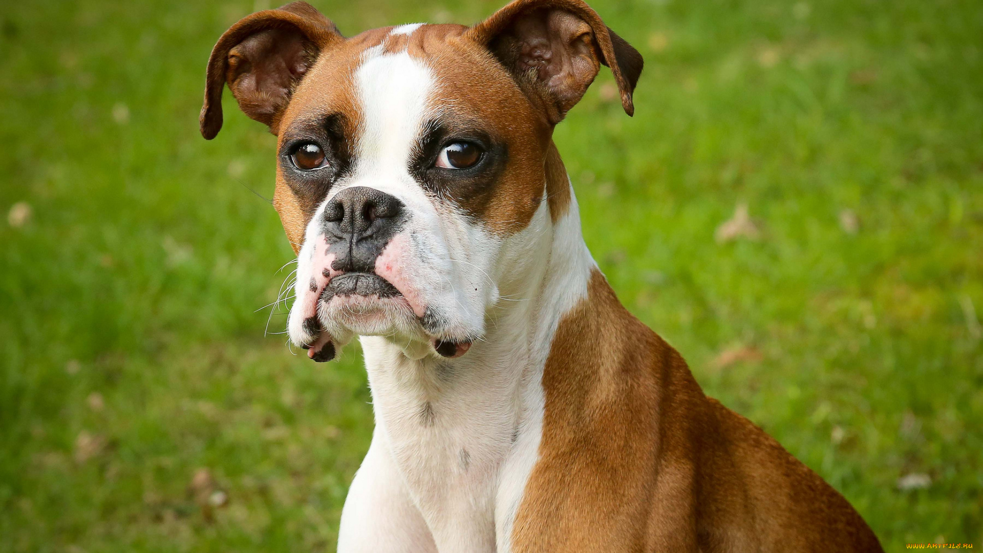 животные, собаки, боксер, взгляд