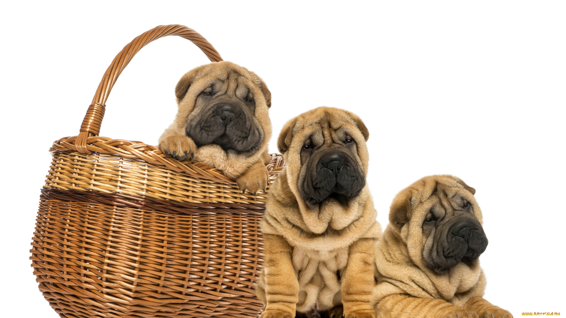животные, собаки, фон, корзина, три