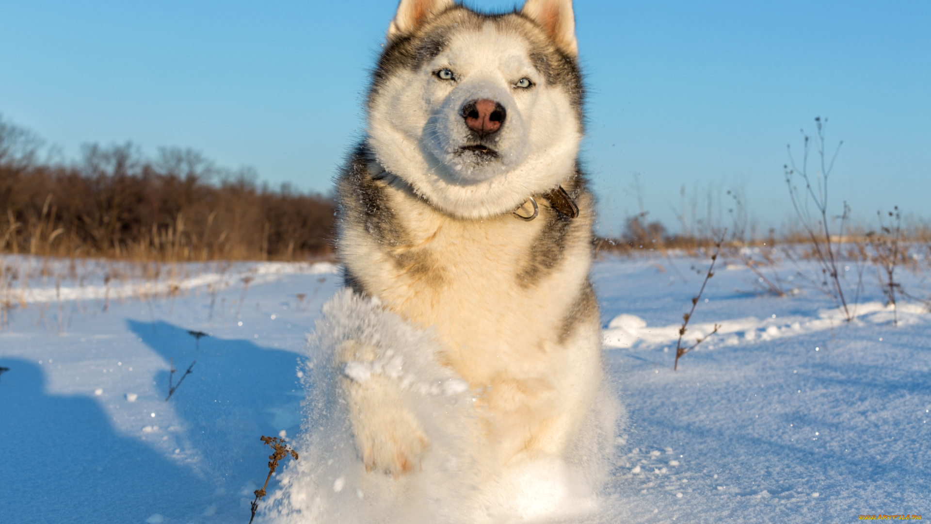 животные, собаки, хаски, снег