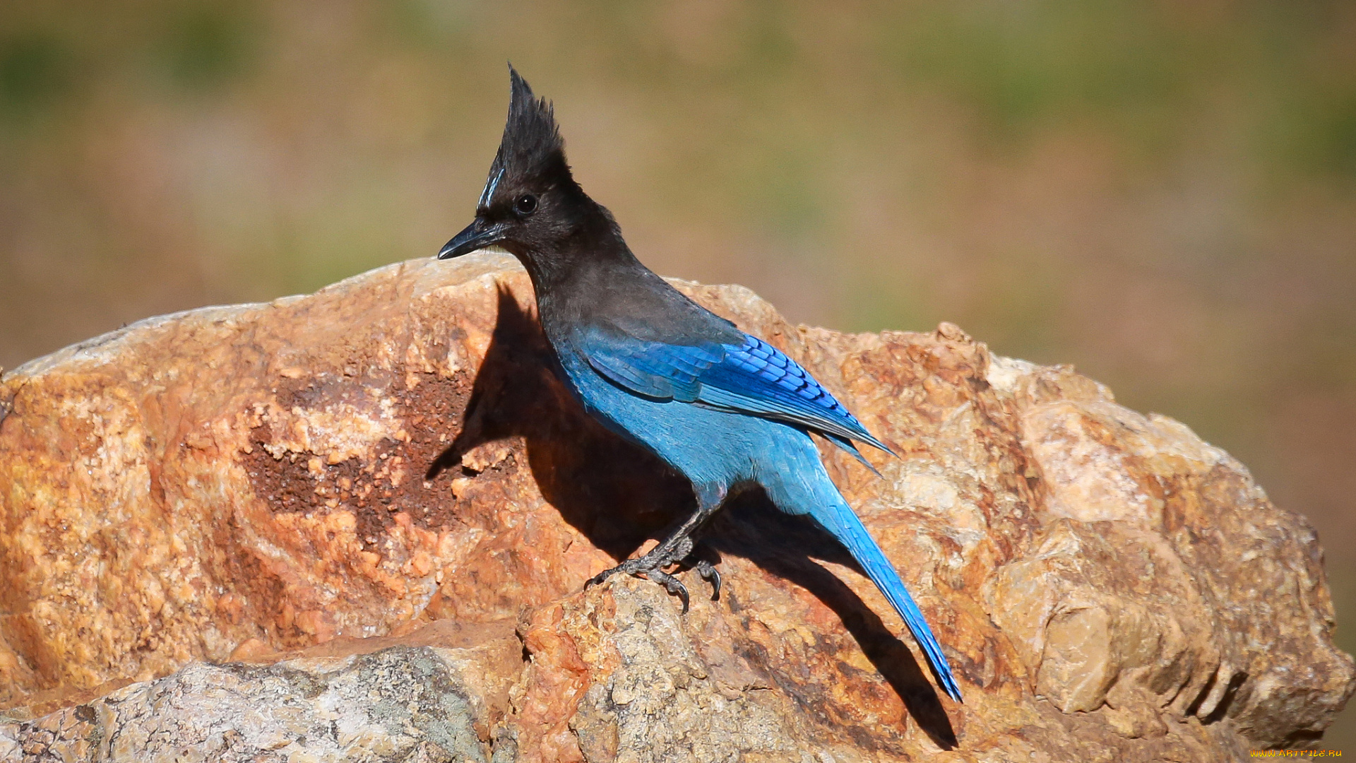 животные, сойки, камень, птичка, хохолок