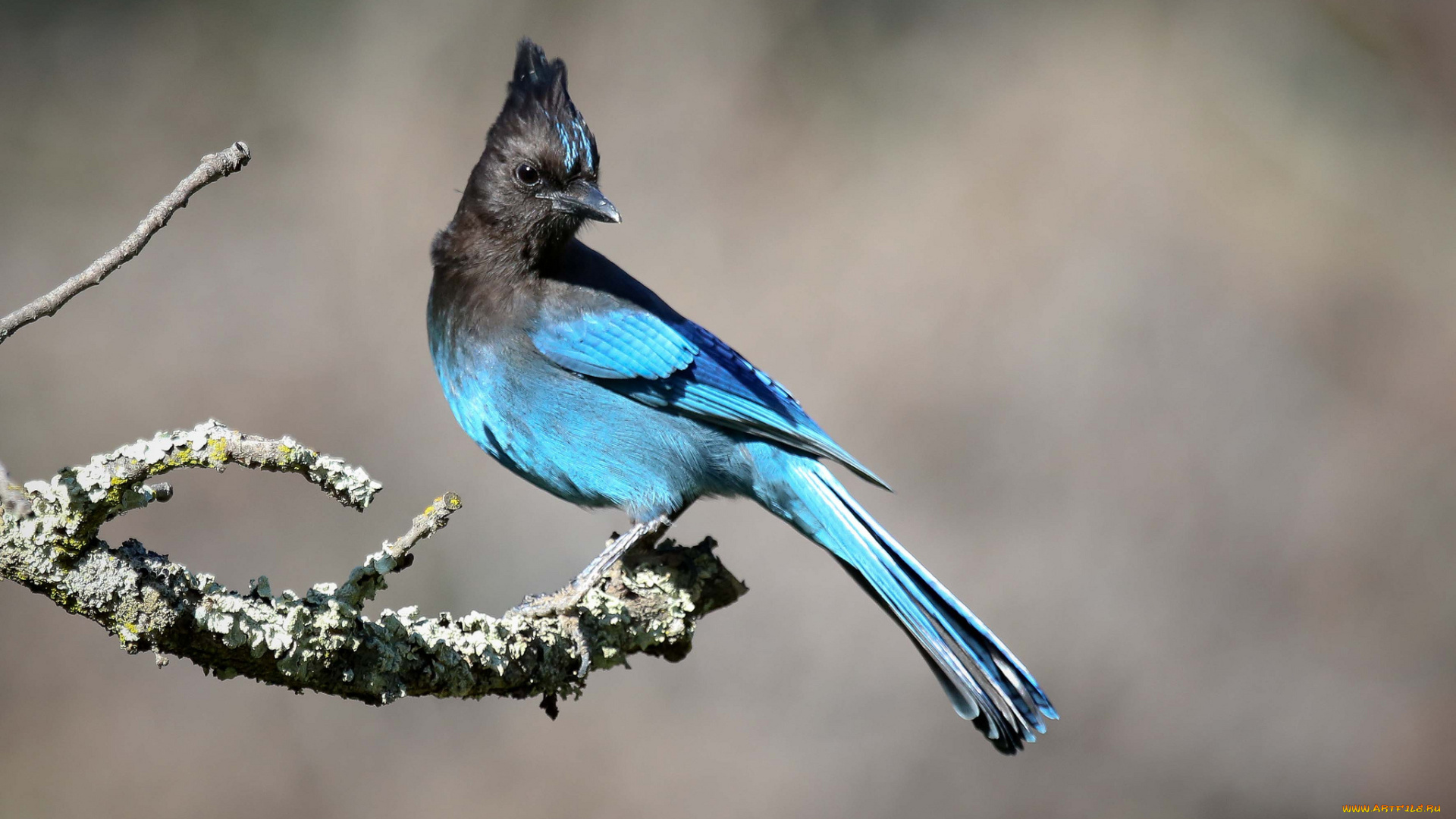 животные, сойки, ветки, листва, птичка