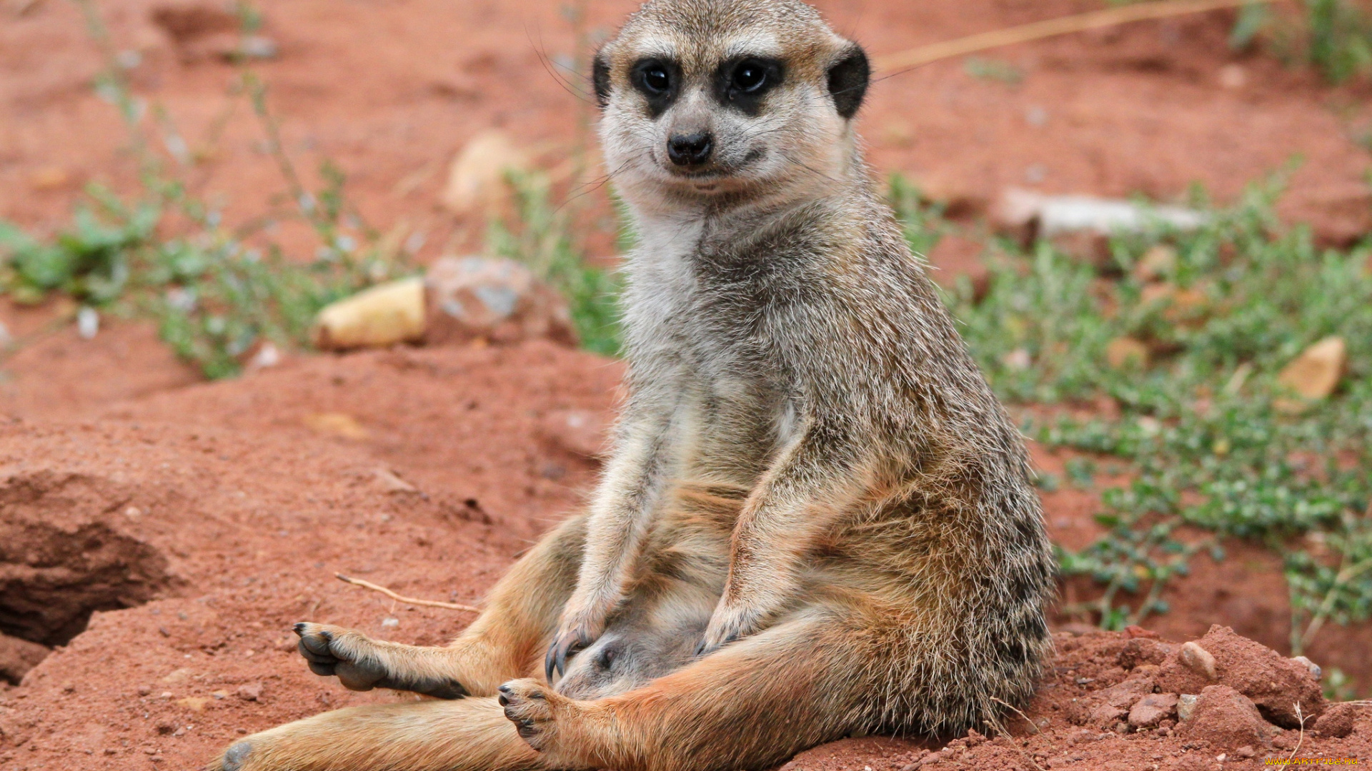 животные, сурикаты, смешной