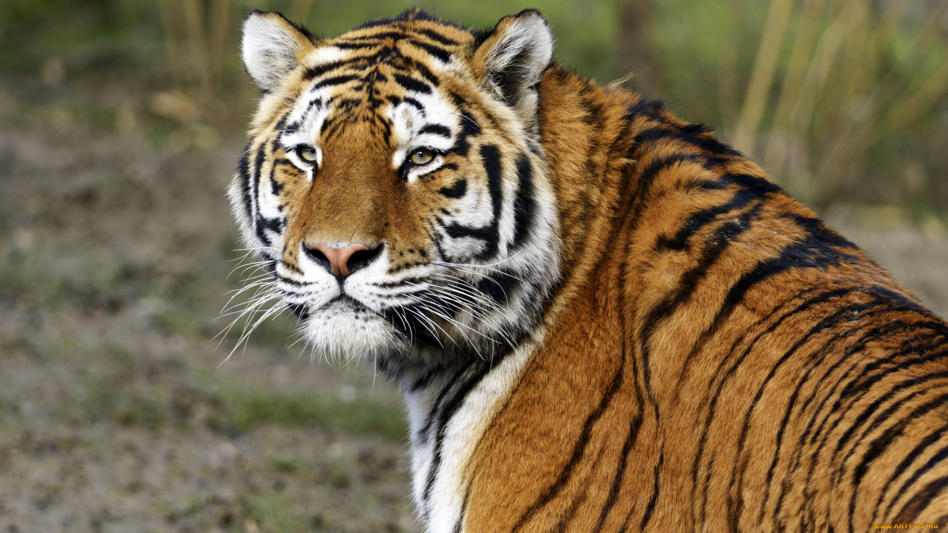 животные, тигры, кошка, амурский, морда, тигр, взгляд