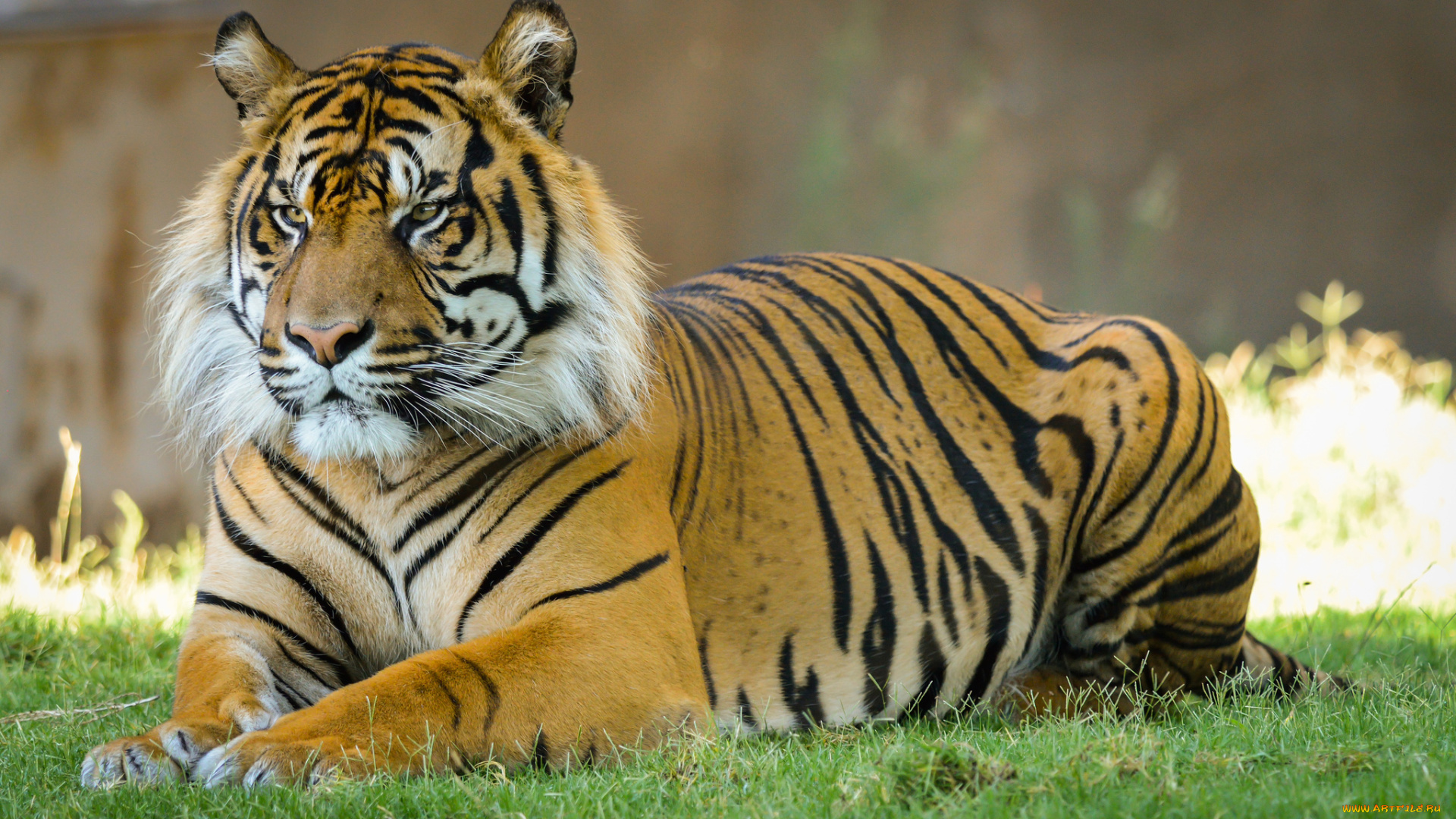 животные, тигры, трава, суматранский, кошка, тигр