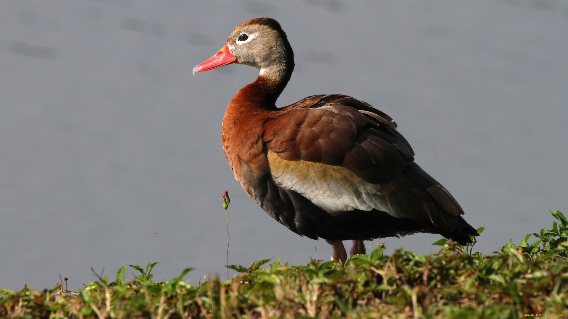 животные, утки, утка, бере