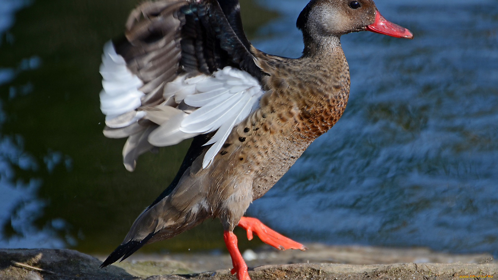 животные, утки, утка, берег