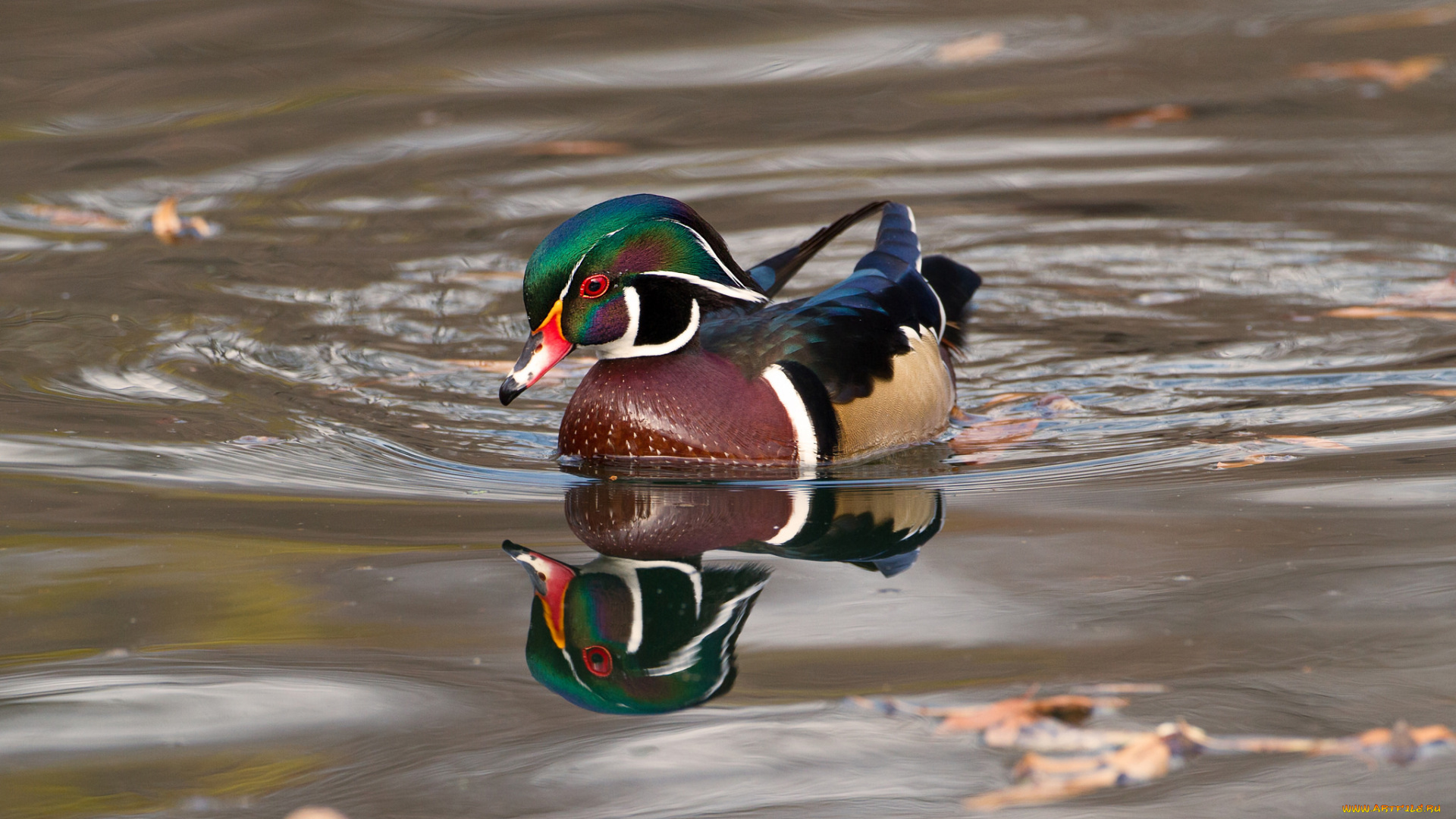 животные, утки, утка, вода