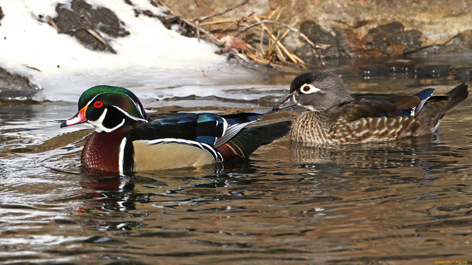 животные, утки, утка, вода