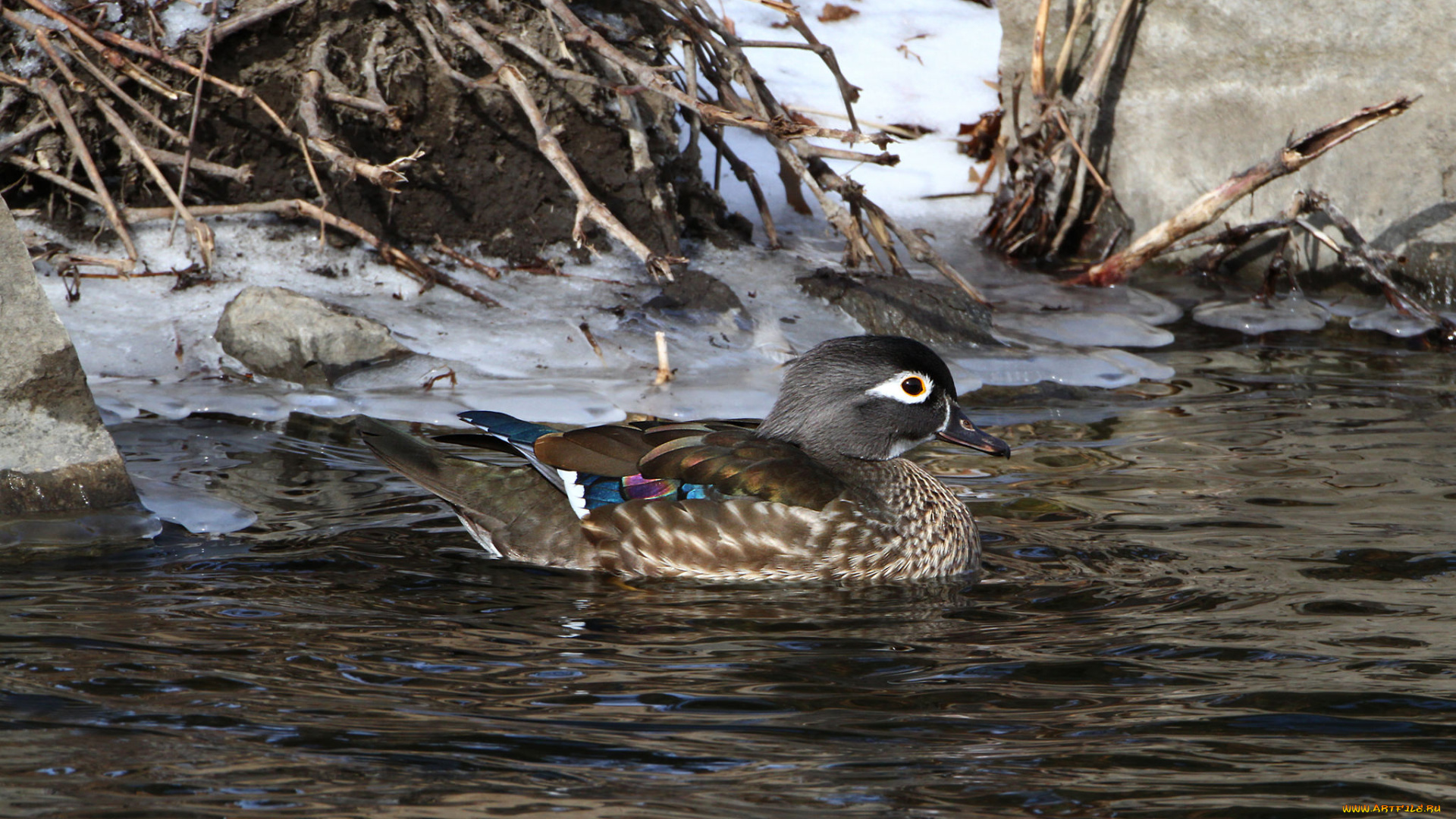 животные, утки, вода