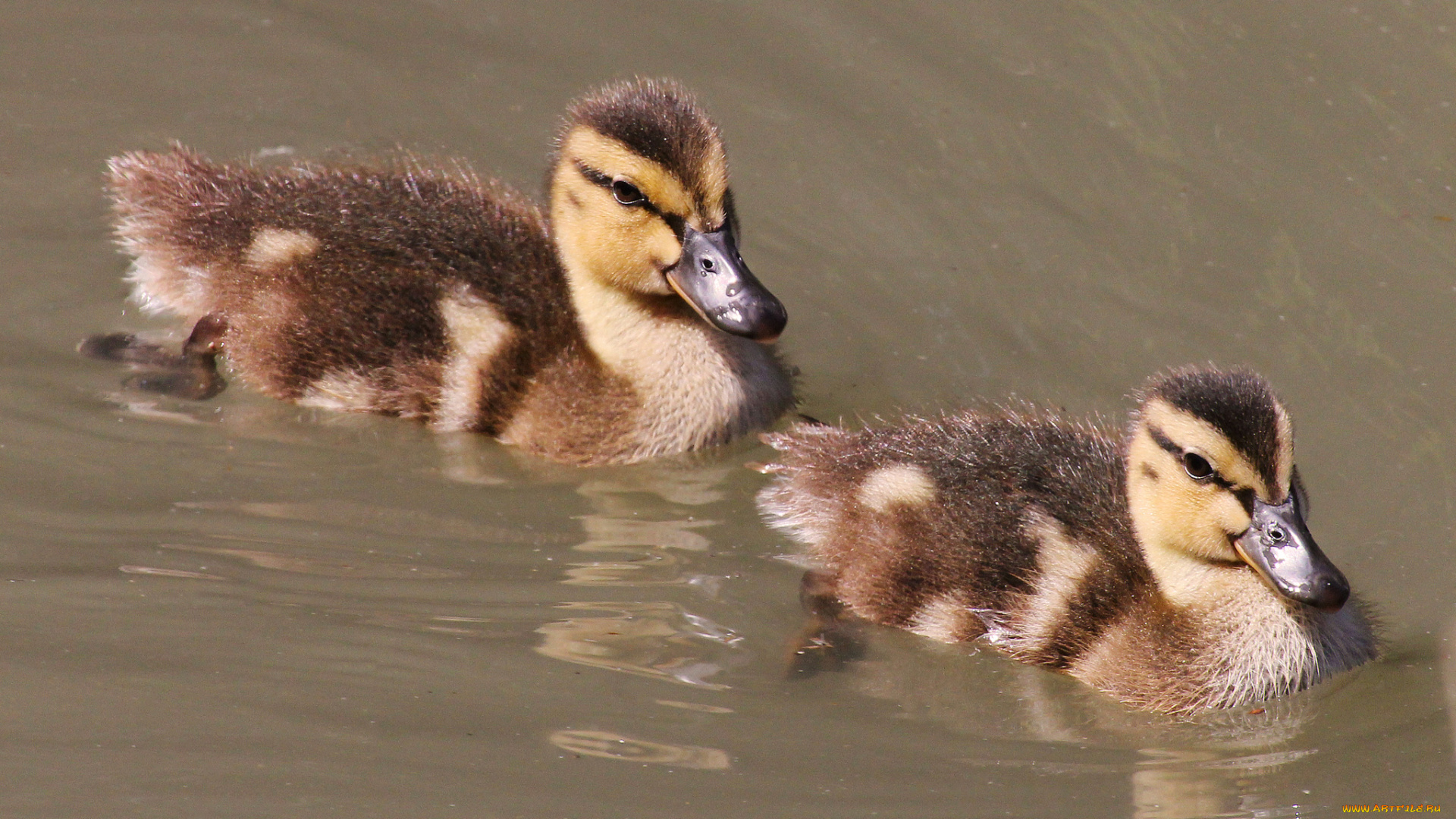 животные, утки, вода, утята