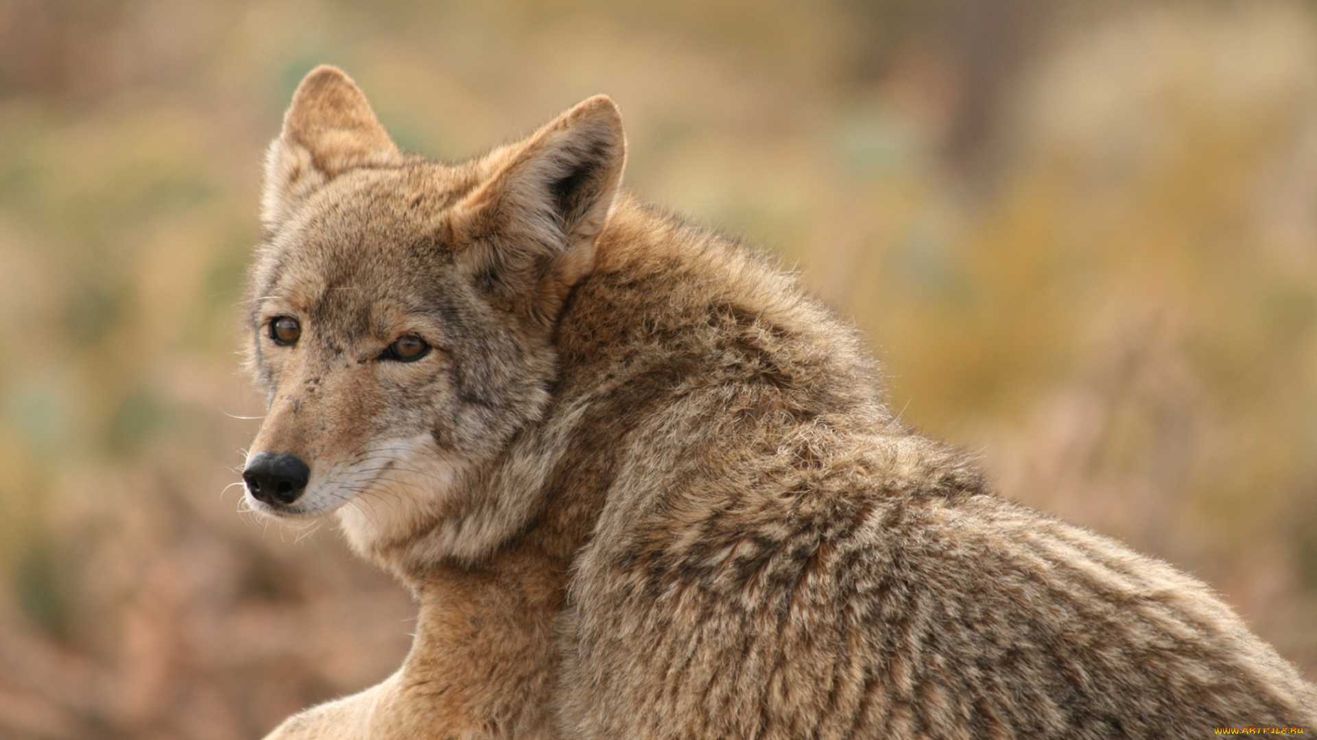 животные, волки, , койоты, , шакалы, рыжий, зверь, волк, взгляд