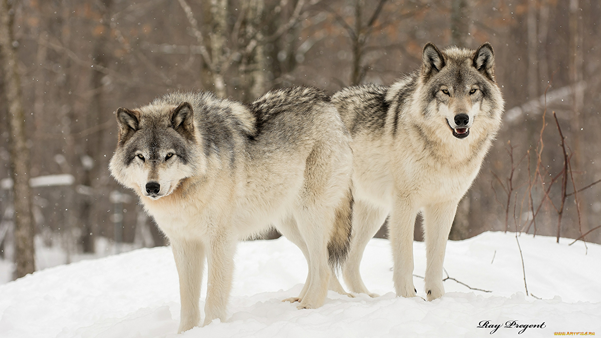 животные, волки, , койоты, , шакалы, снег