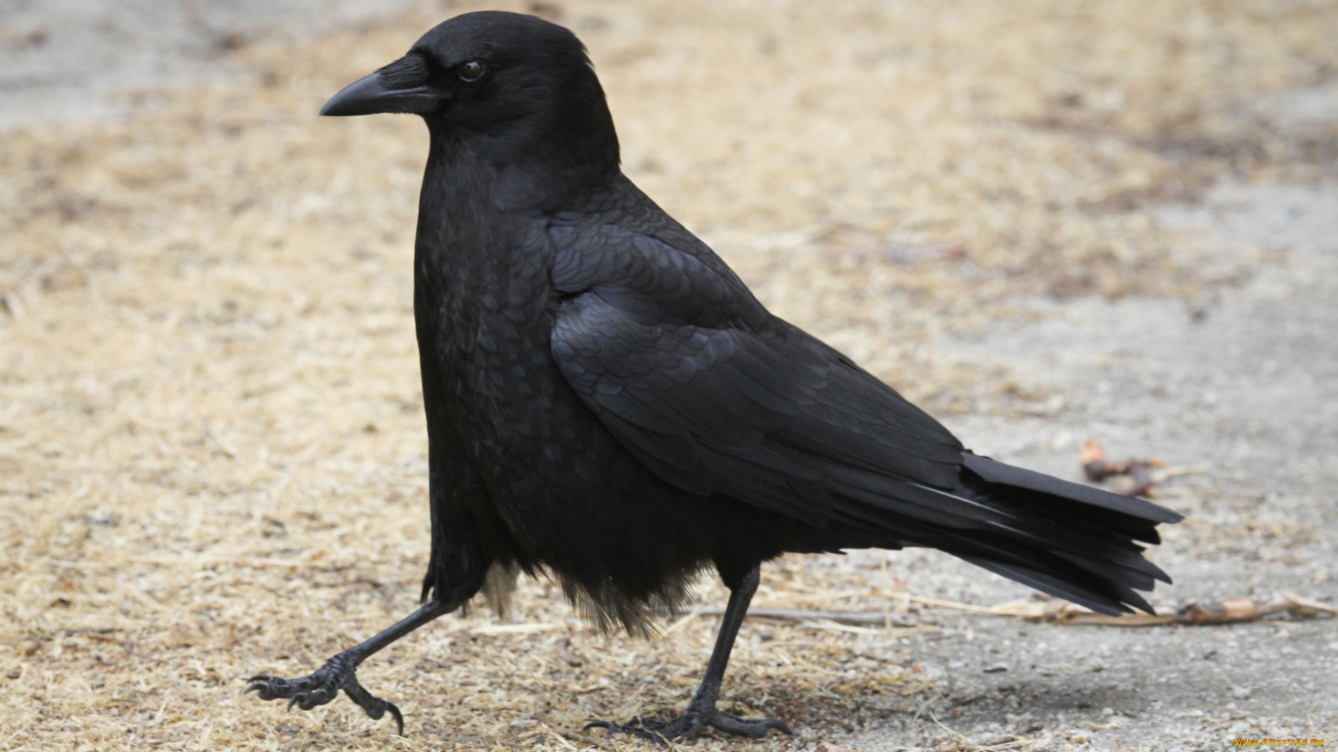 животные, вороны, , грачи, , галки, птица, походка
