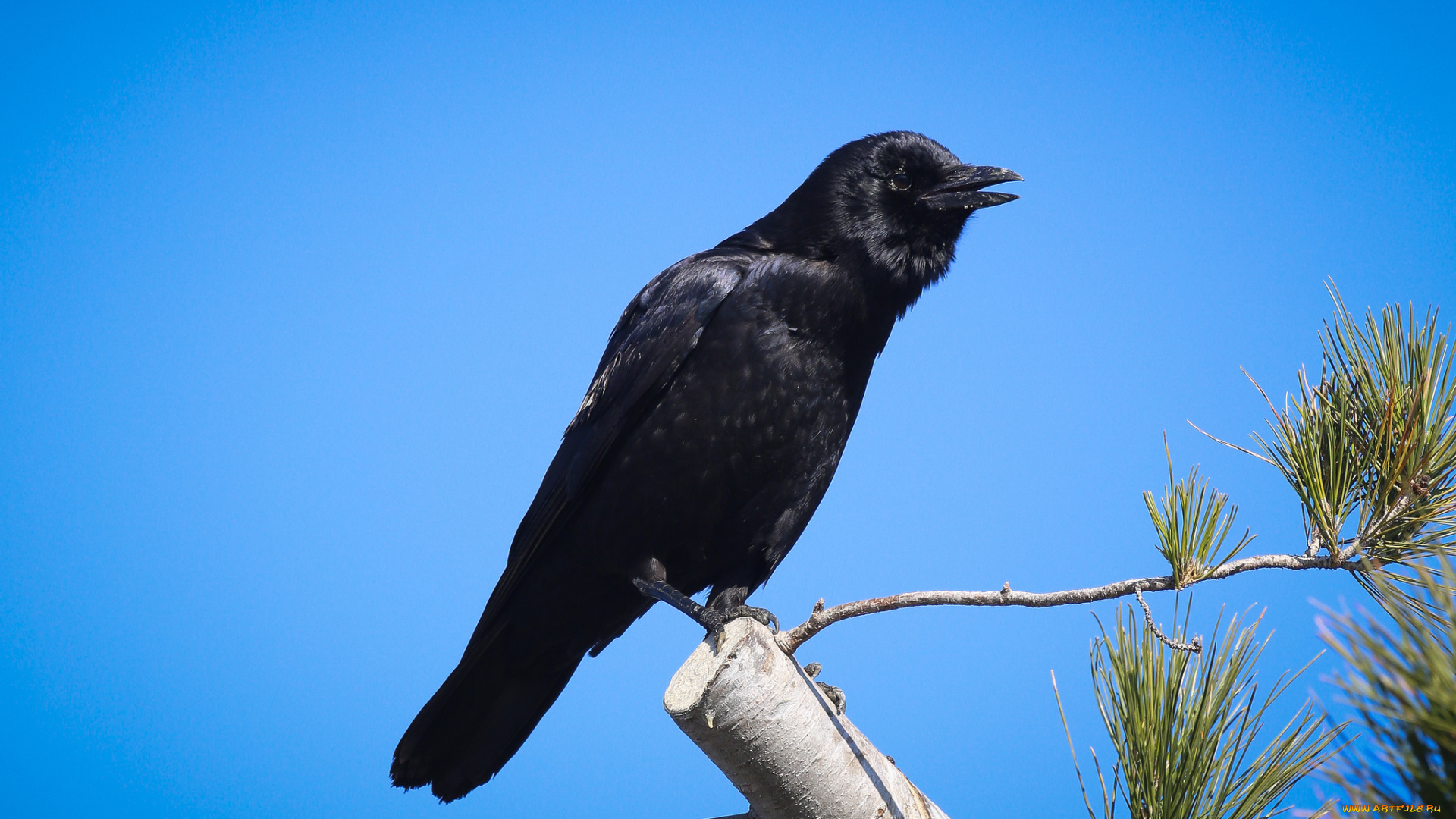 животные, вороны, , грачи, , галки, ветка, черный, ворон