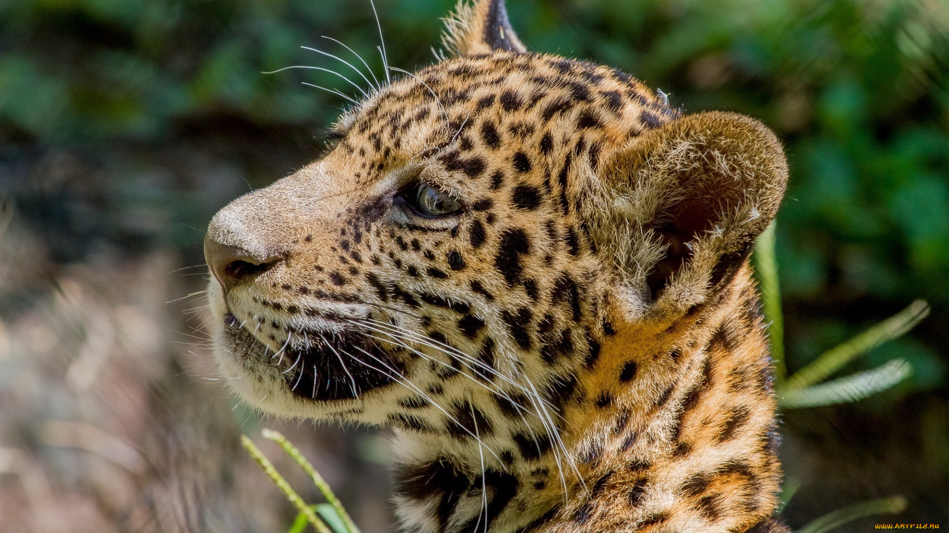 животные, Ягуары, кошка, свет, профиль, морда, детеныш