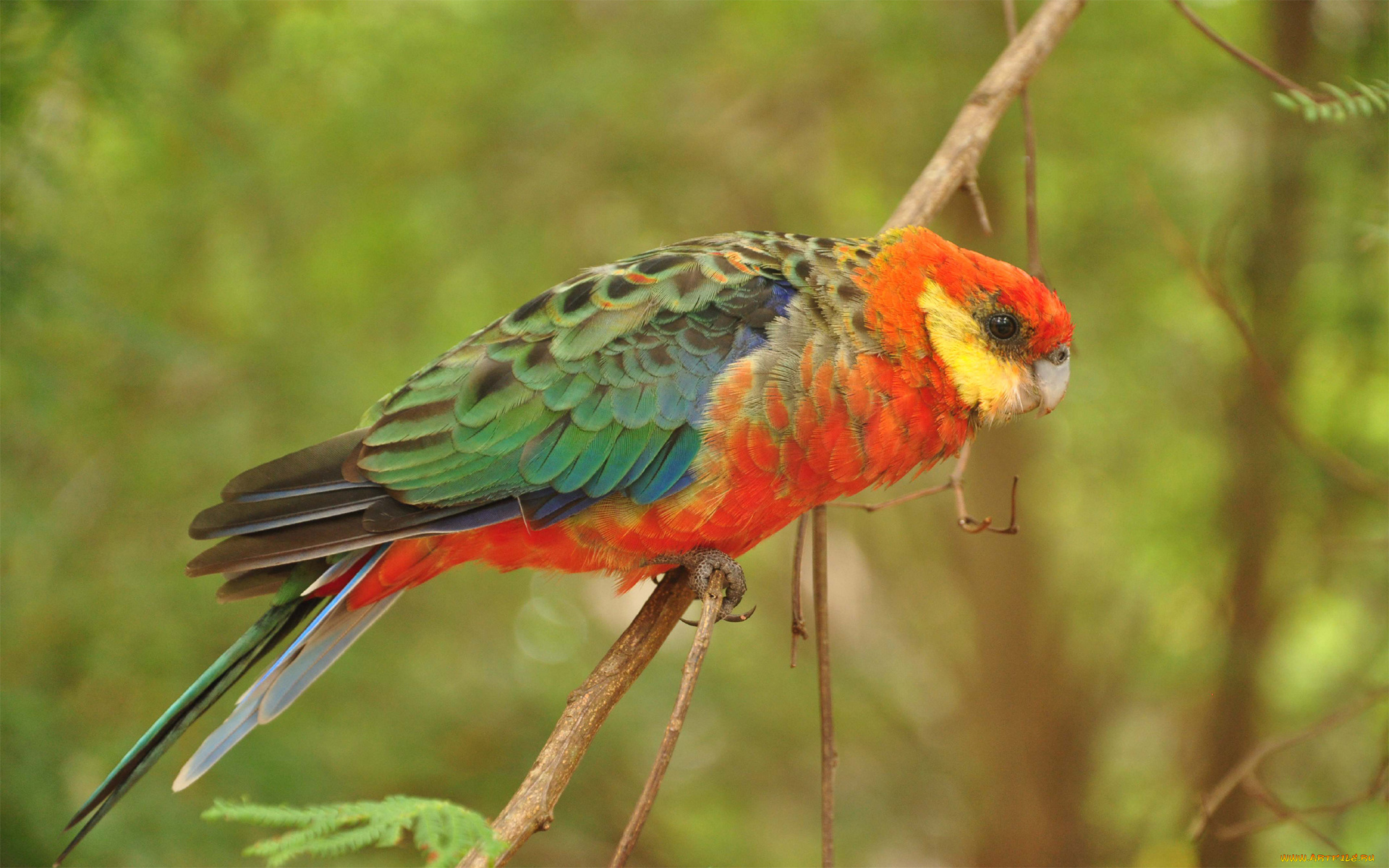 животные, попугаи, попугай