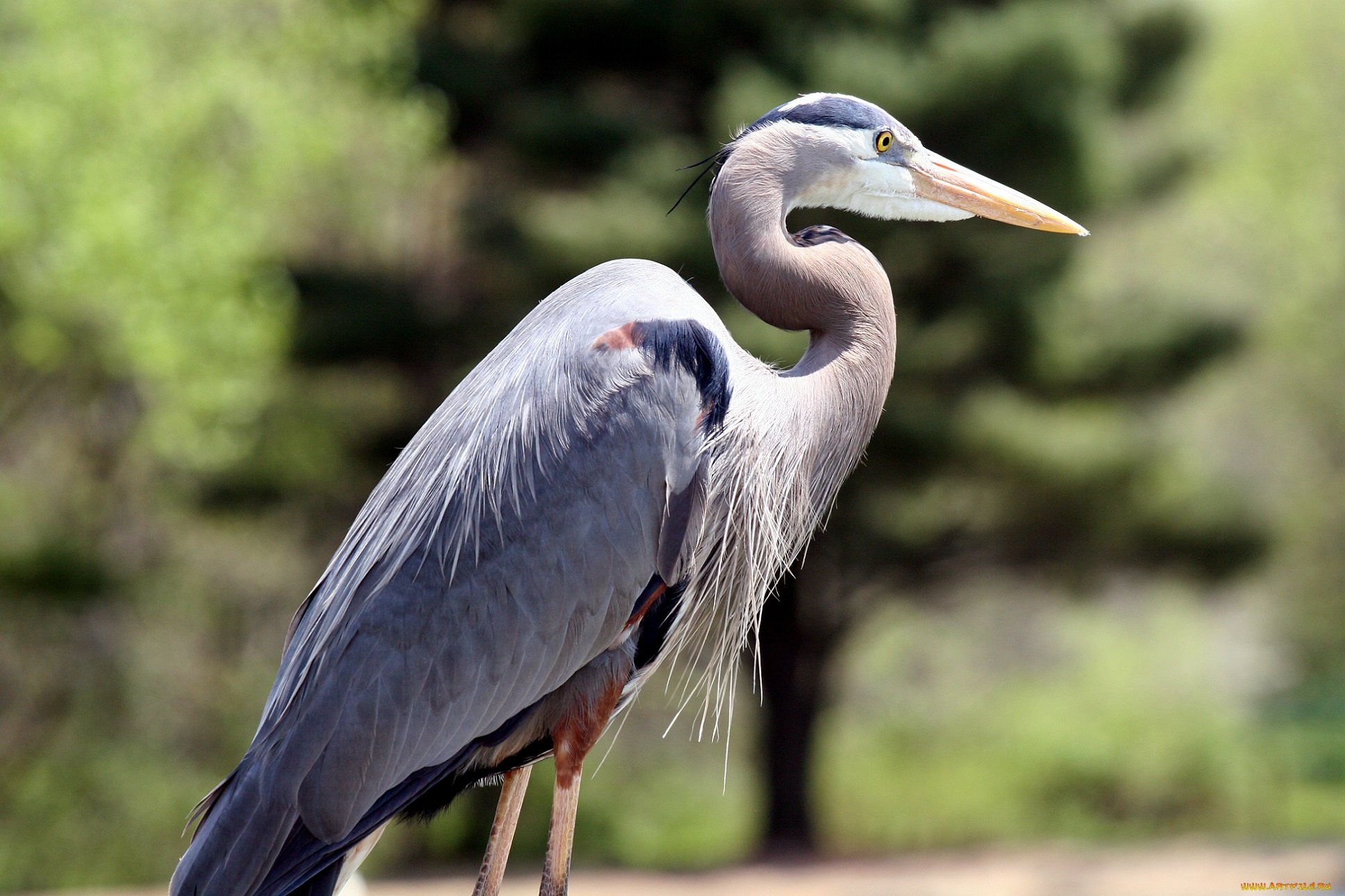 животные, цапли, птица, цапля, профиль, зелёный, фон, клюв, серая