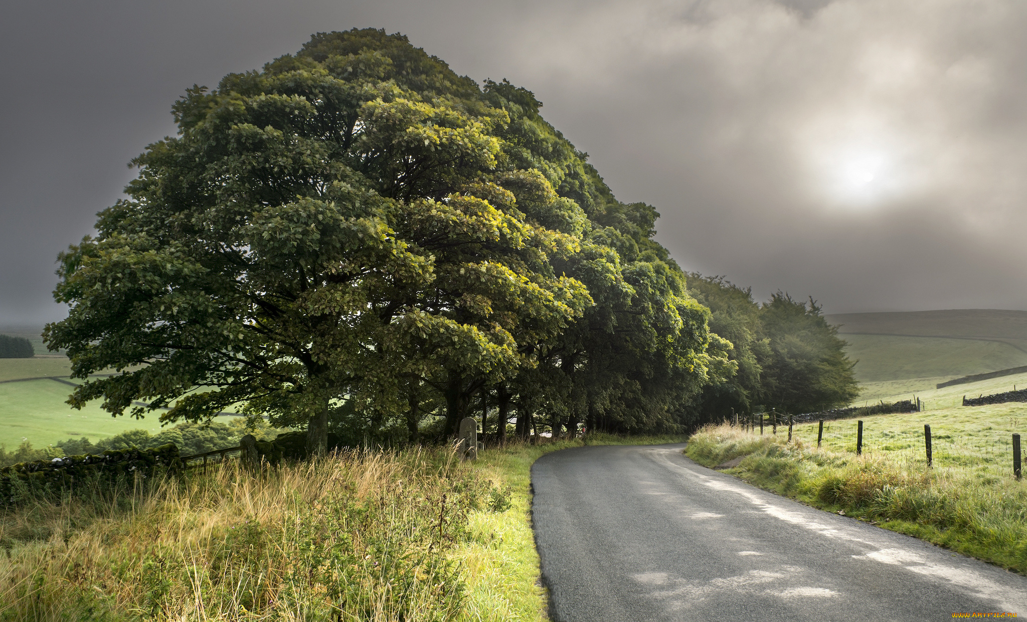 природа, дороги, дорога, поле, дерево