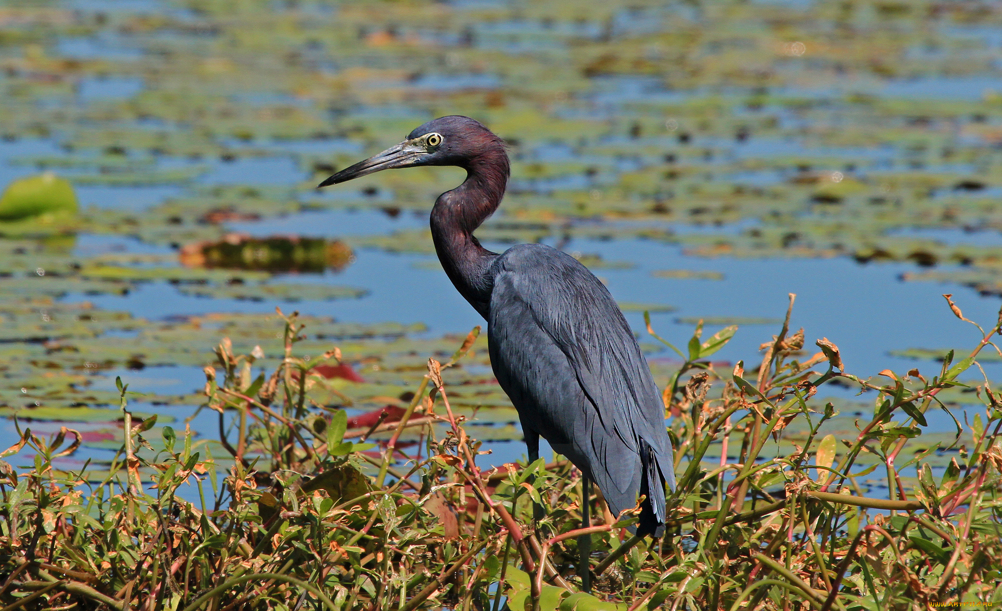 животные, цапли, цапля, водоем