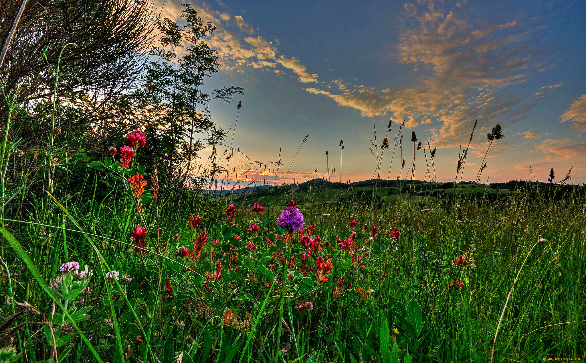 природа, луга, луг, трава, цветы