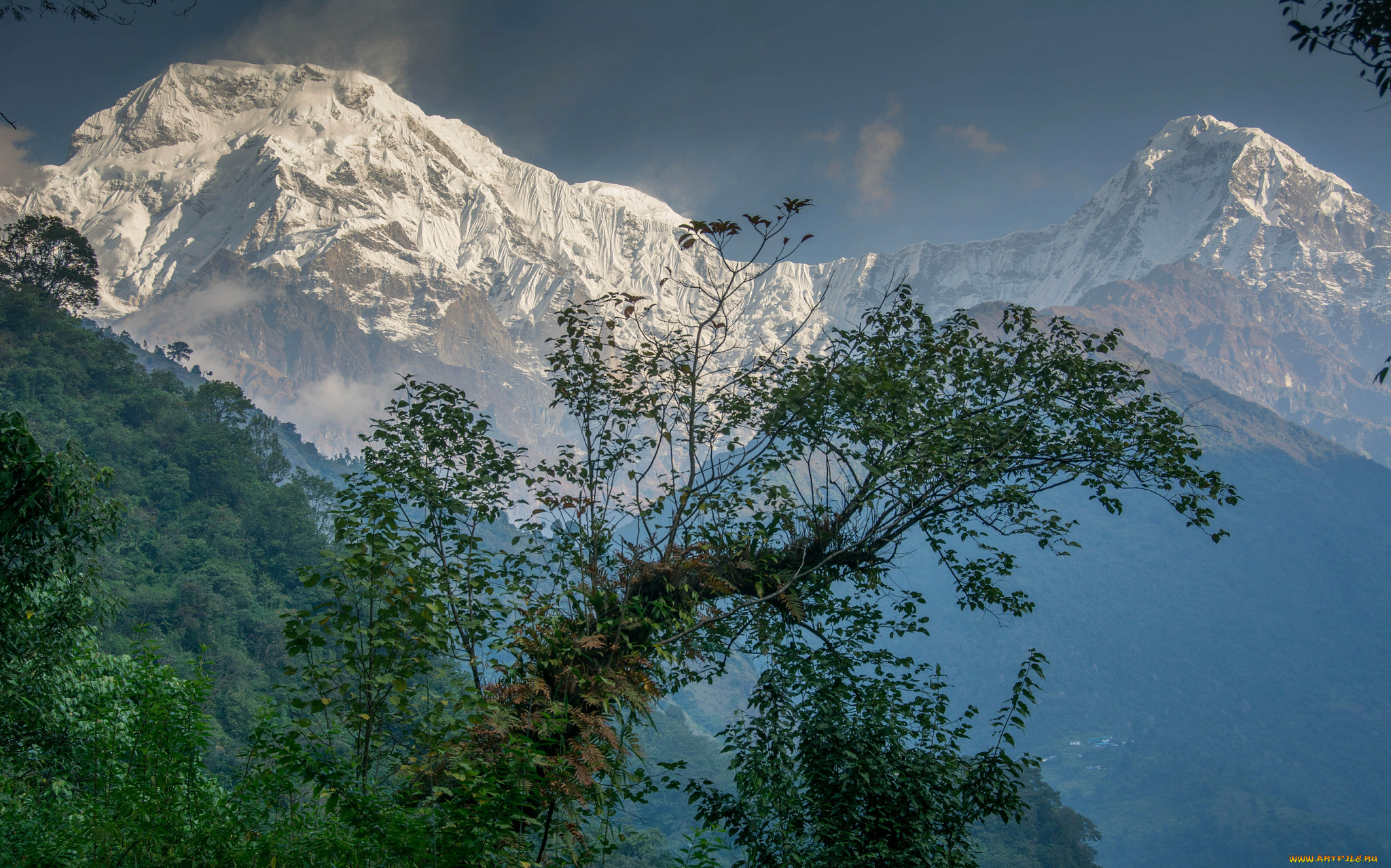 природа, горы, лес, снега, вершины