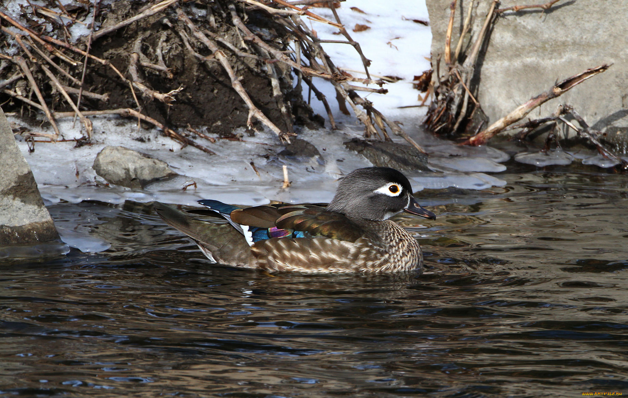 животные, утки, вода