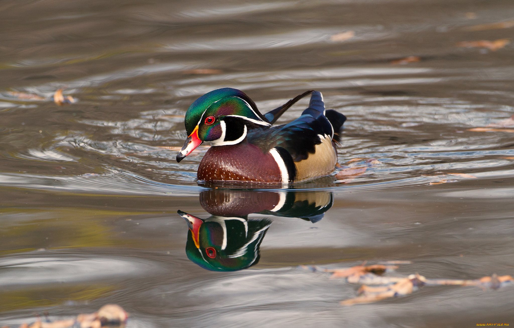 животные, утки, утка, вода