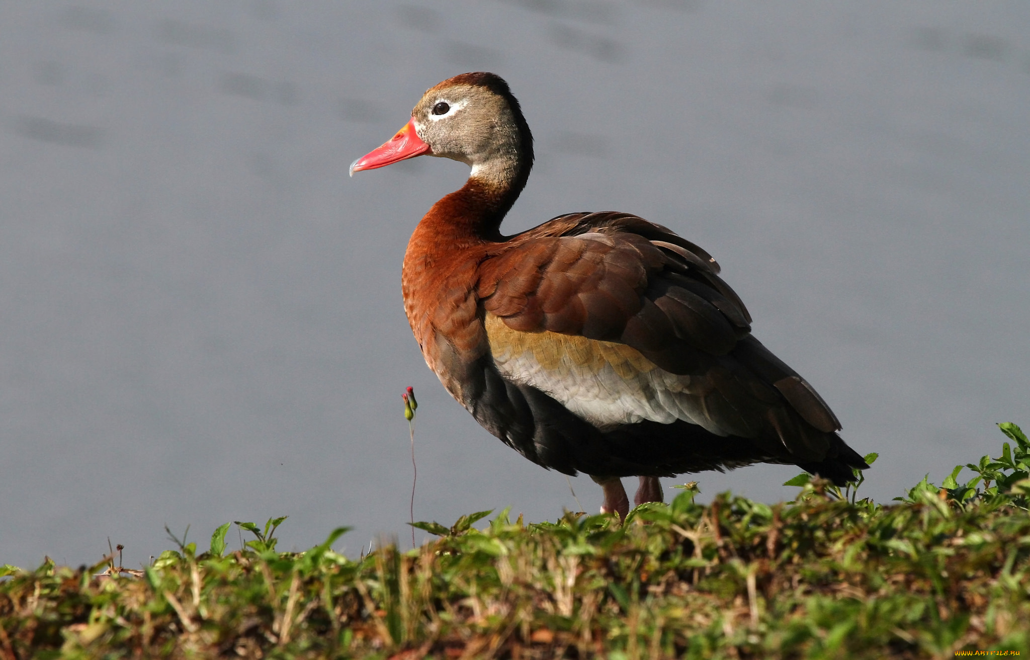 животные, утки, утка, бере