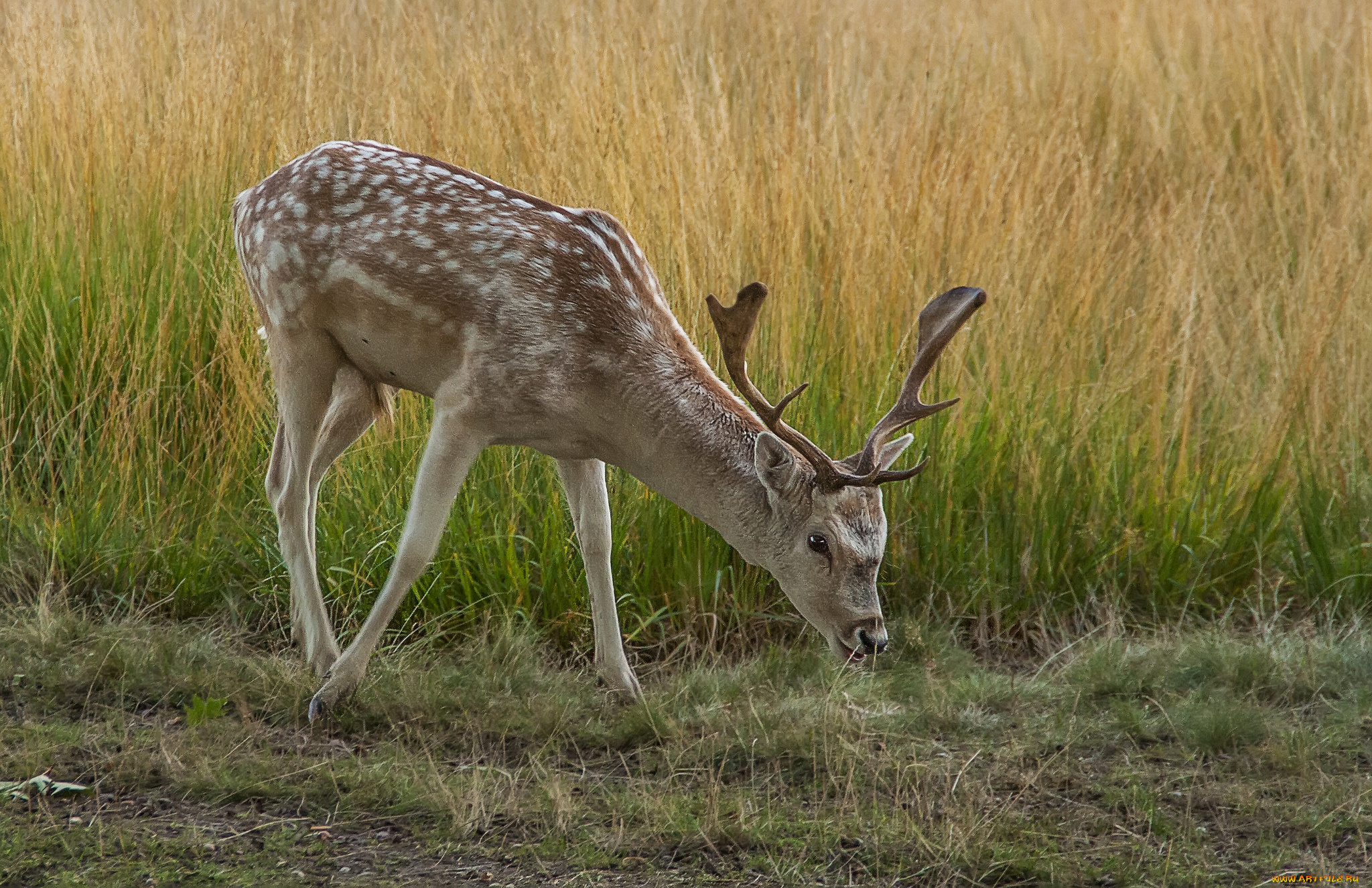 животные, олени, поле, дорога, пятнистый, олень