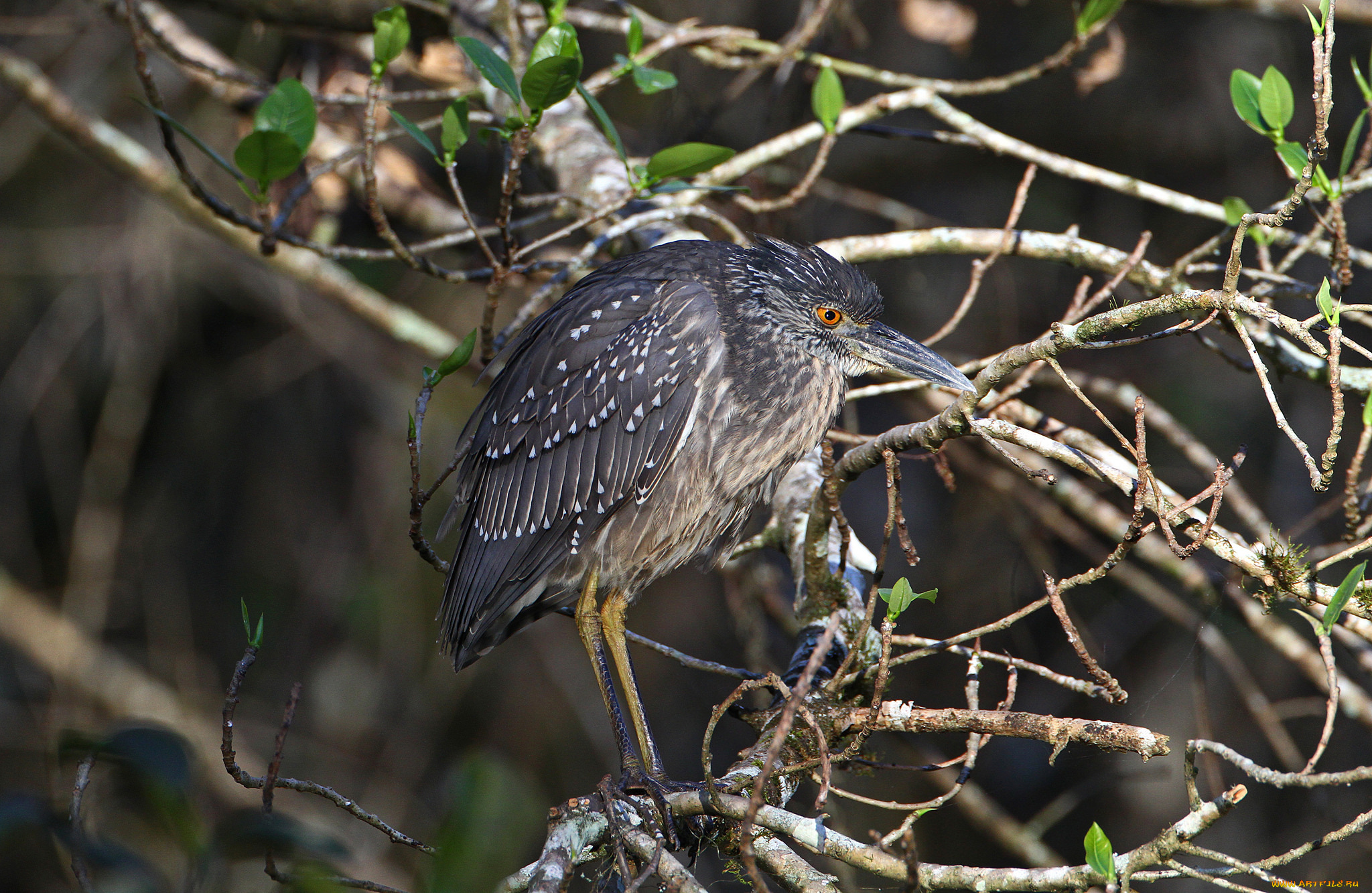 животные, цапли, заросли, птичка