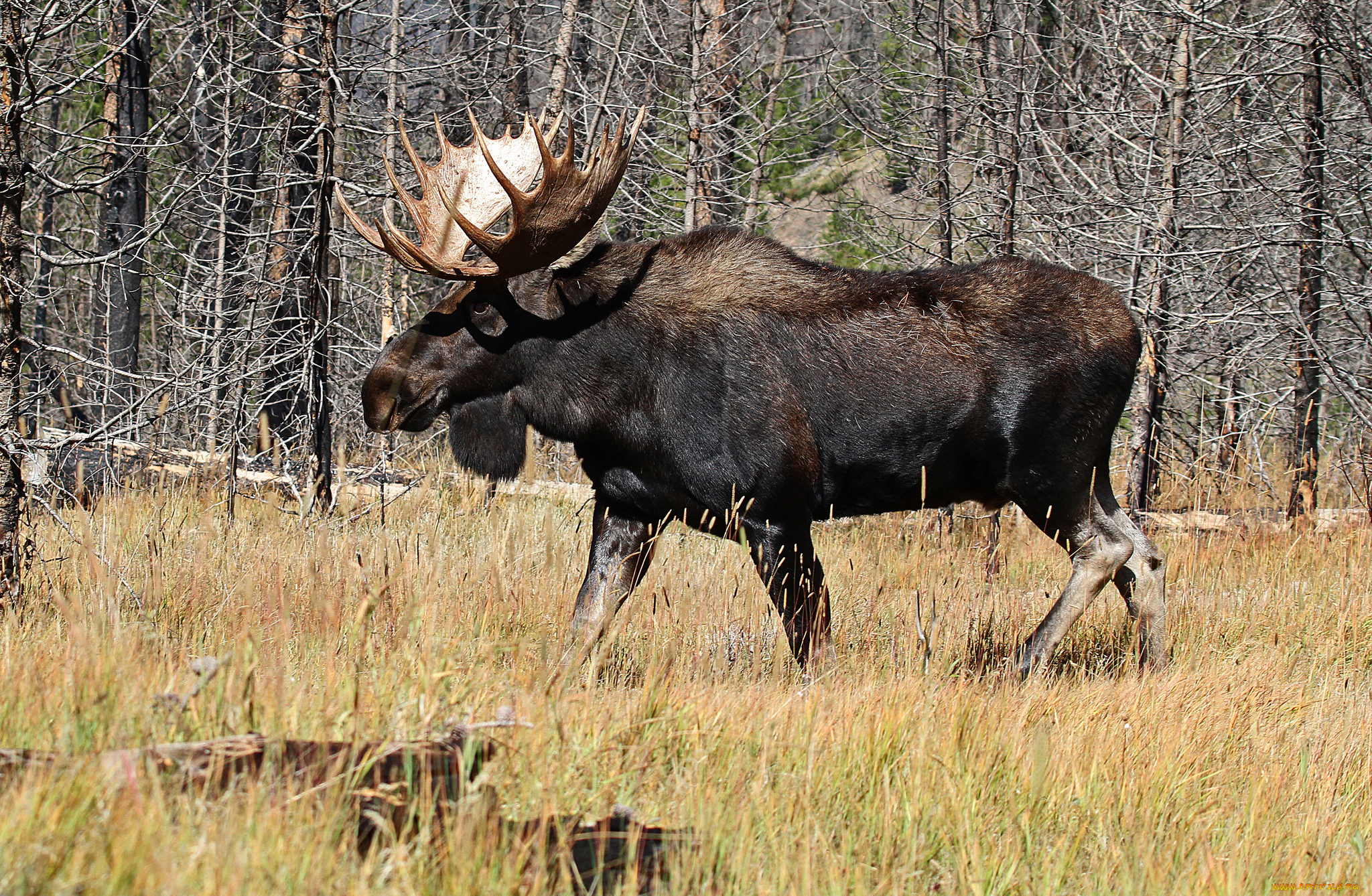 животные, лоси, сохатый, луг, лес