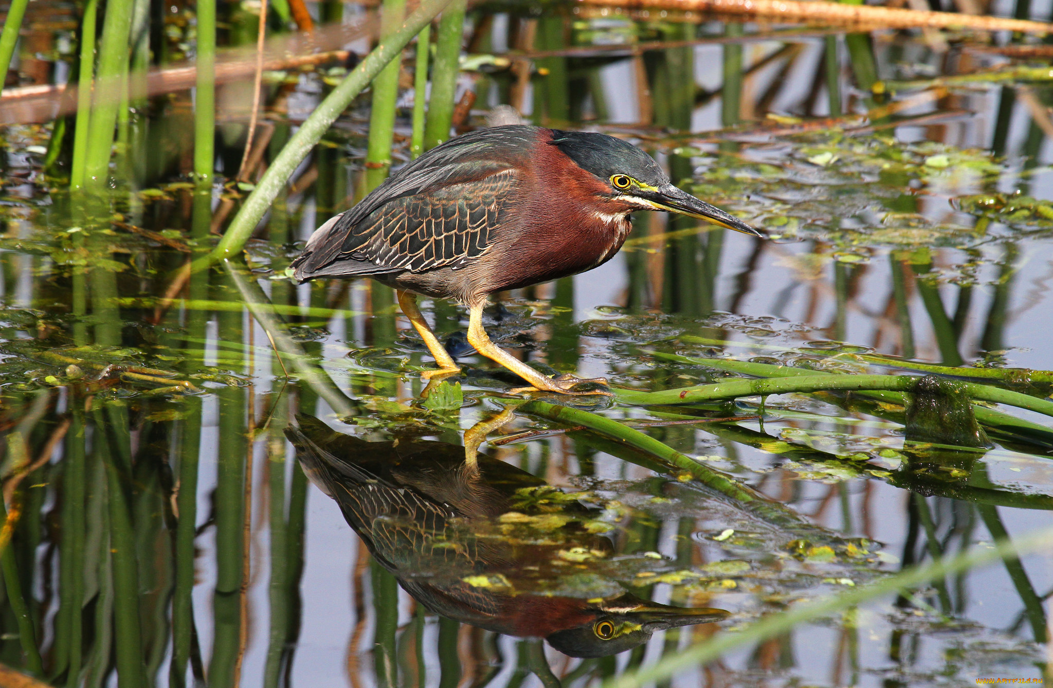 животные, птицы, выпь, камыш, вода