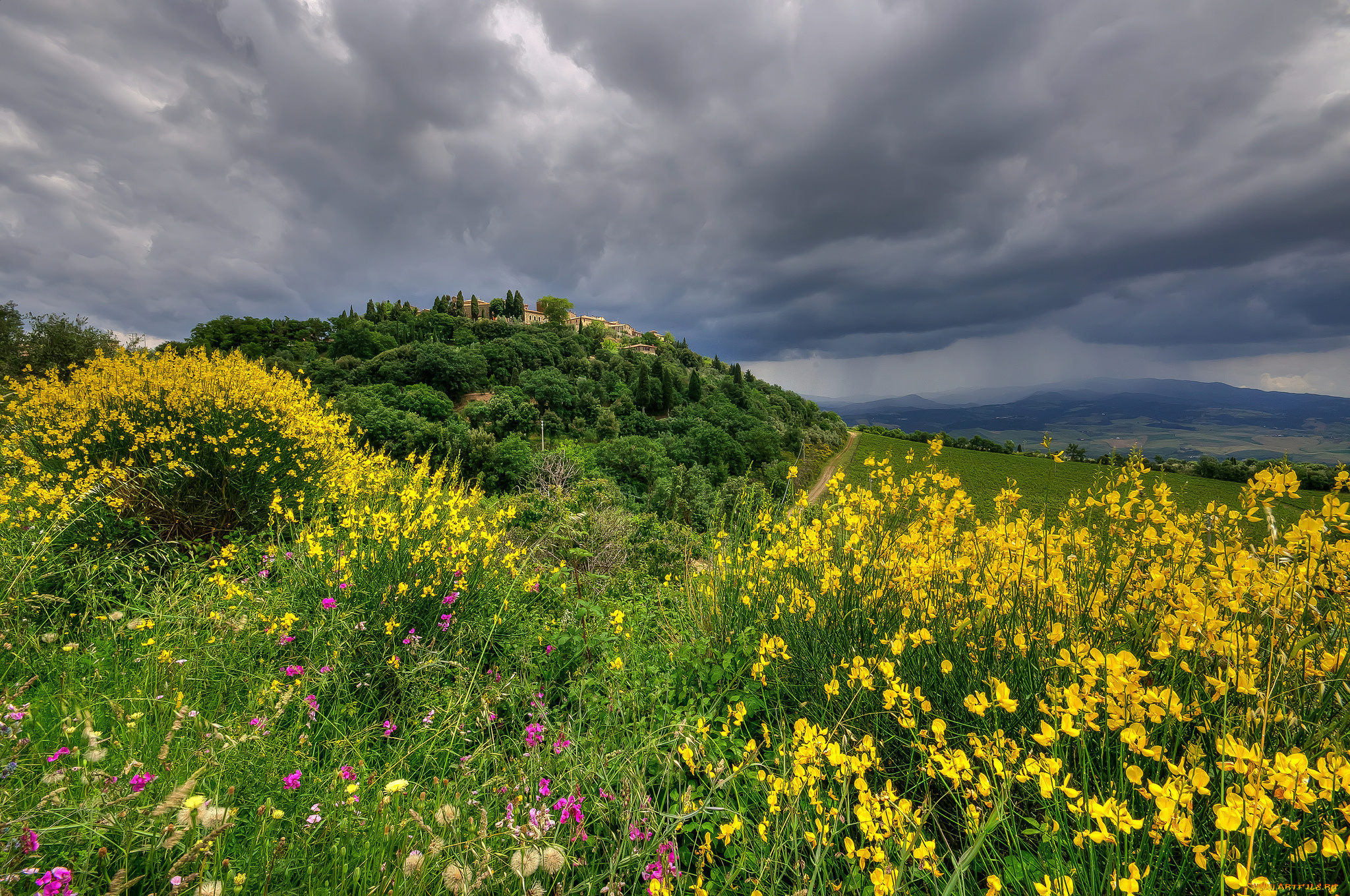 природа, луга, луг, трава, цветы