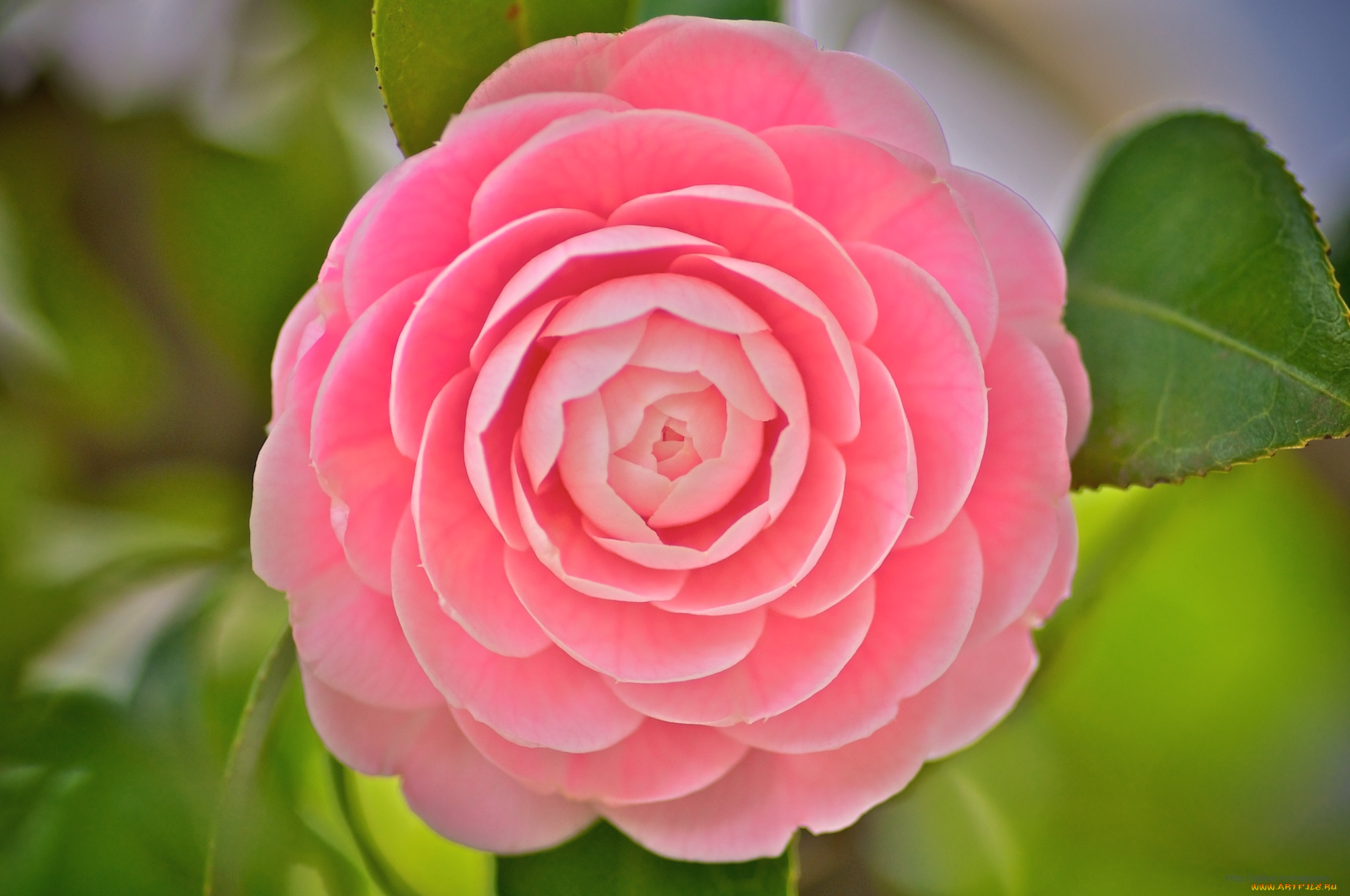 цветы, камелии, макро