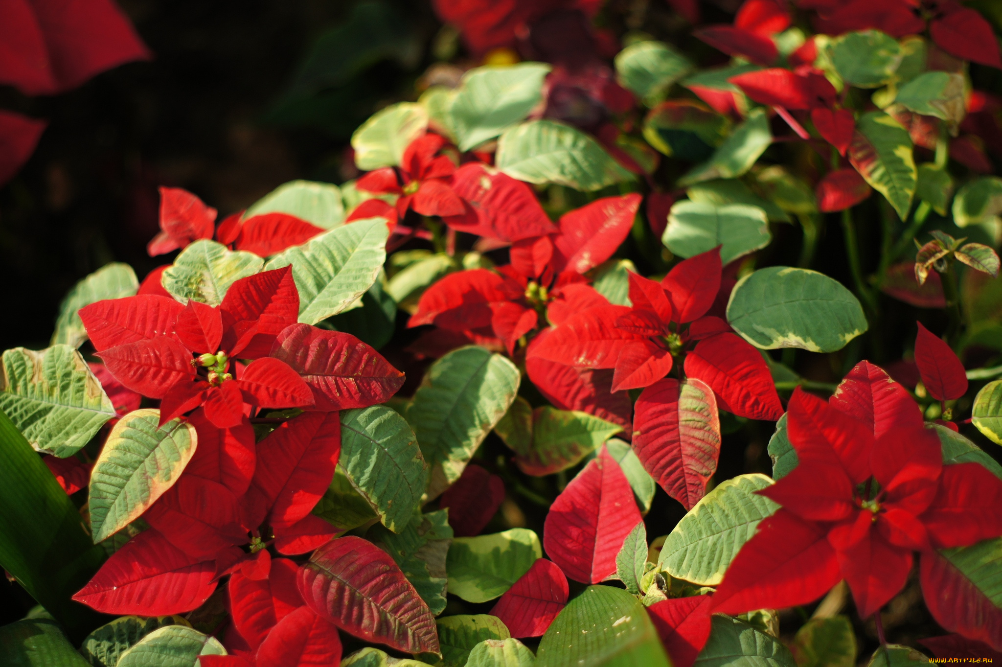 цветы, пуансеттия, листья