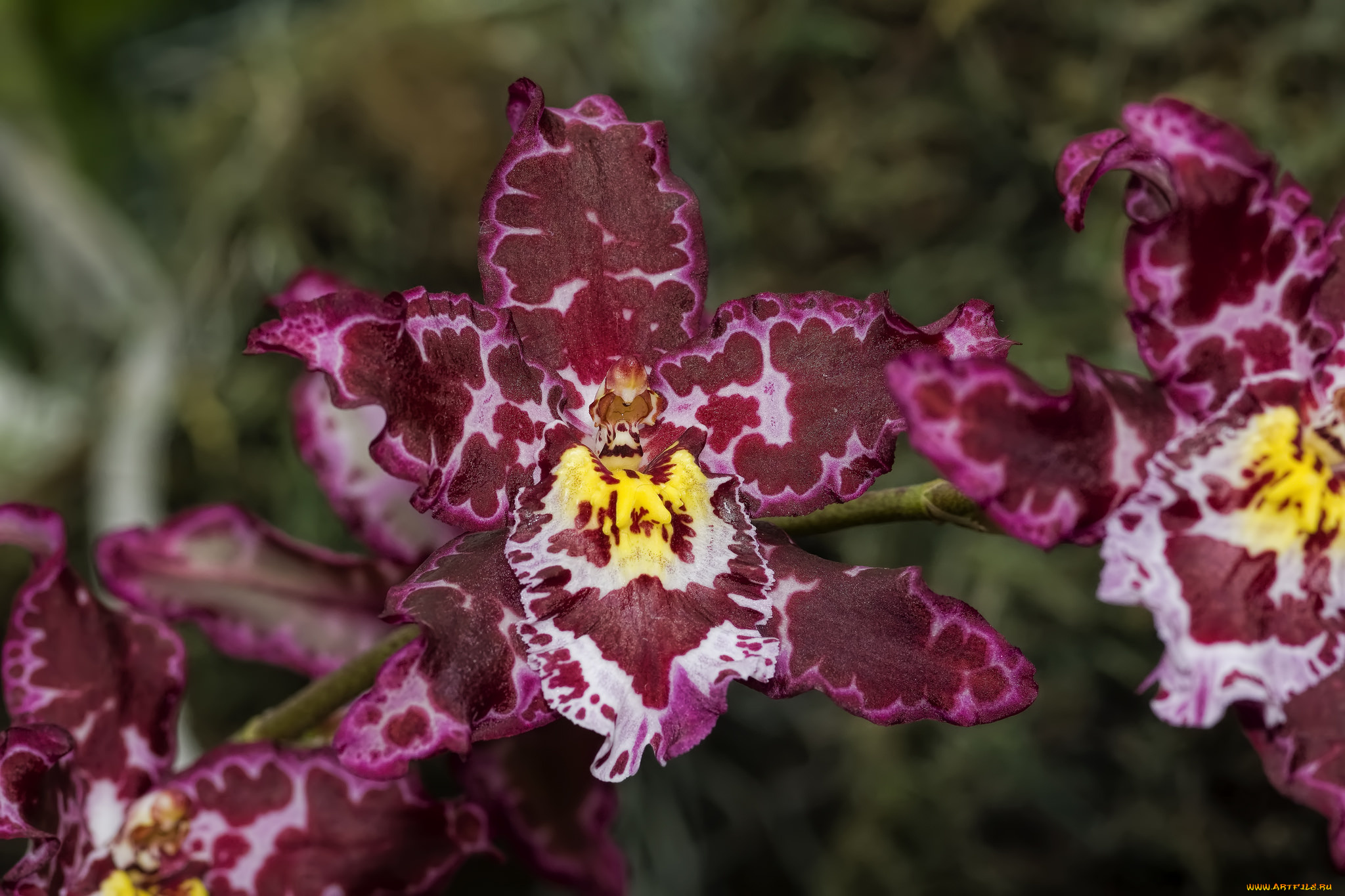 цветы, орхидеи, экзотика