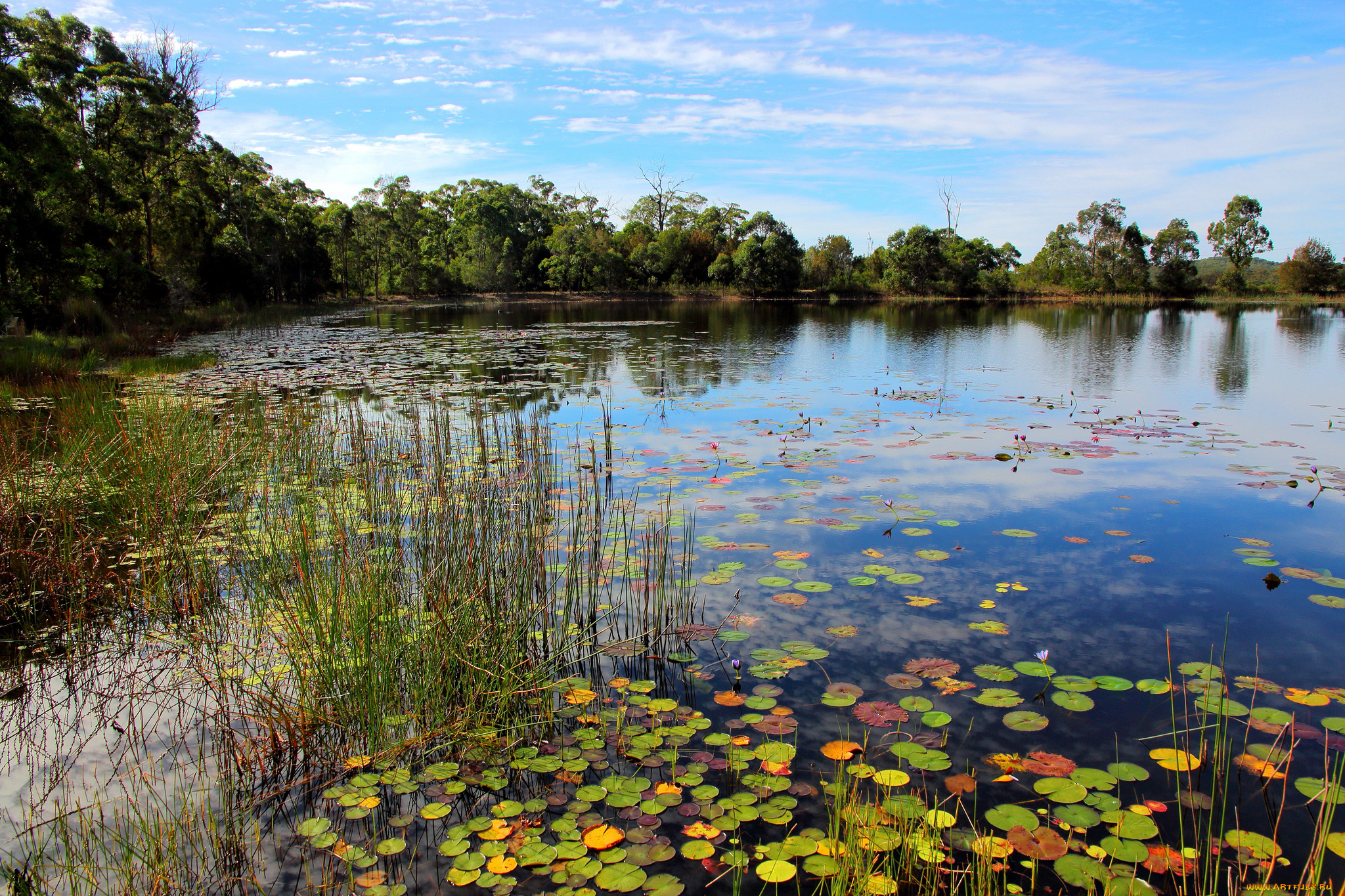 природа, реки, озера, озеро, водоросли, трава, деревья