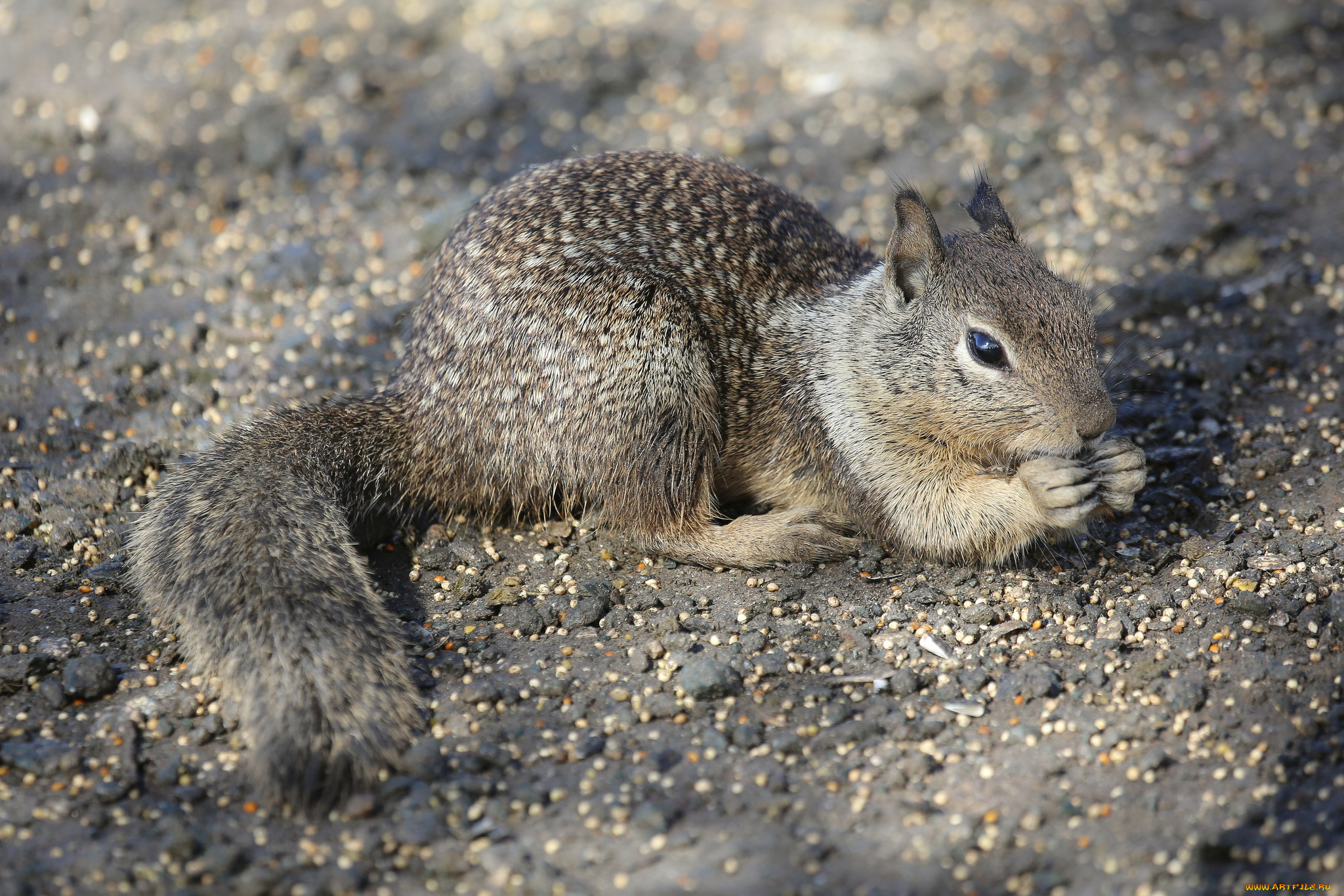 животные, белки, белка, трапеза