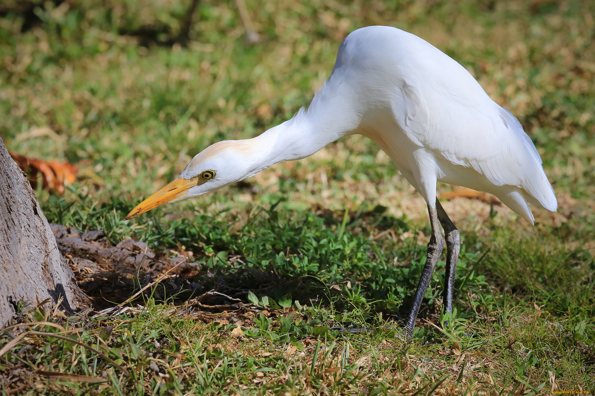 животные, цапли, белая, цапля, внимание