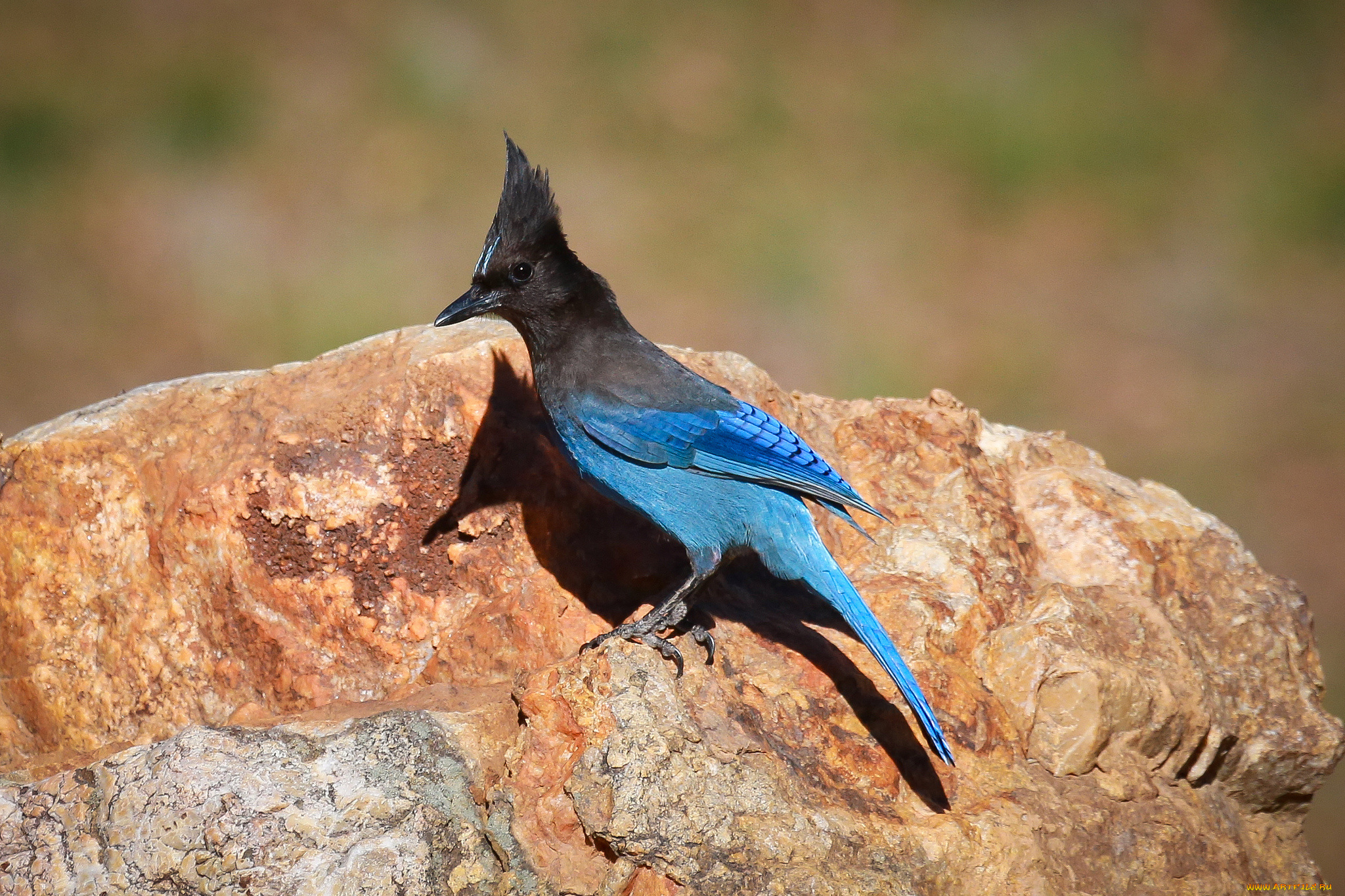 животные, сойки, камень, птичка, хохолок
