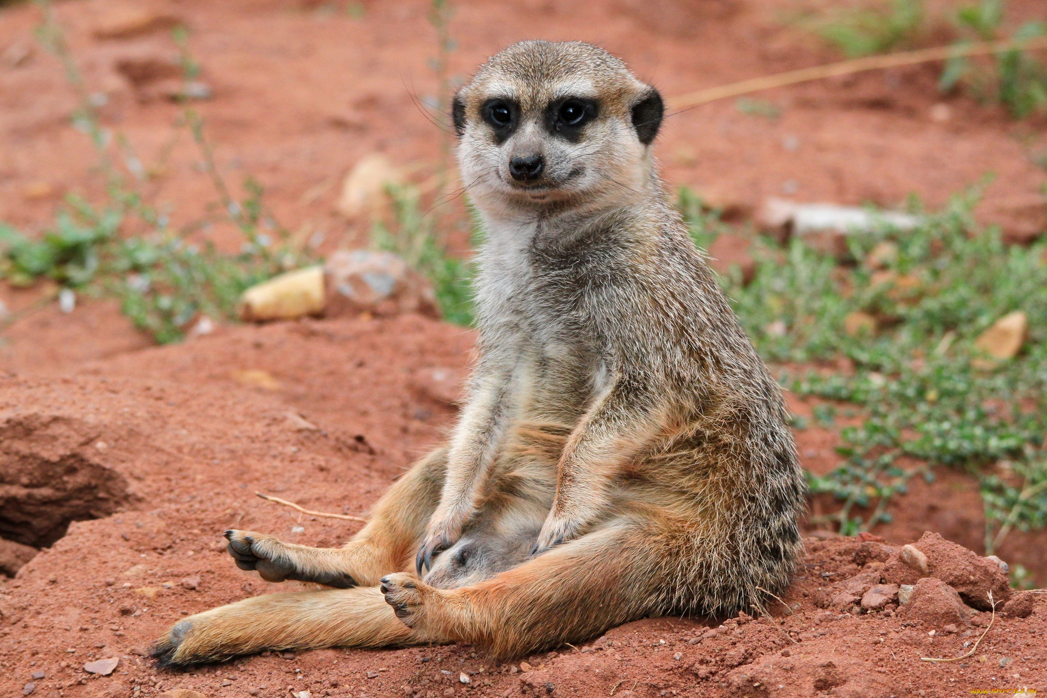 животные, сурикаты, смешной