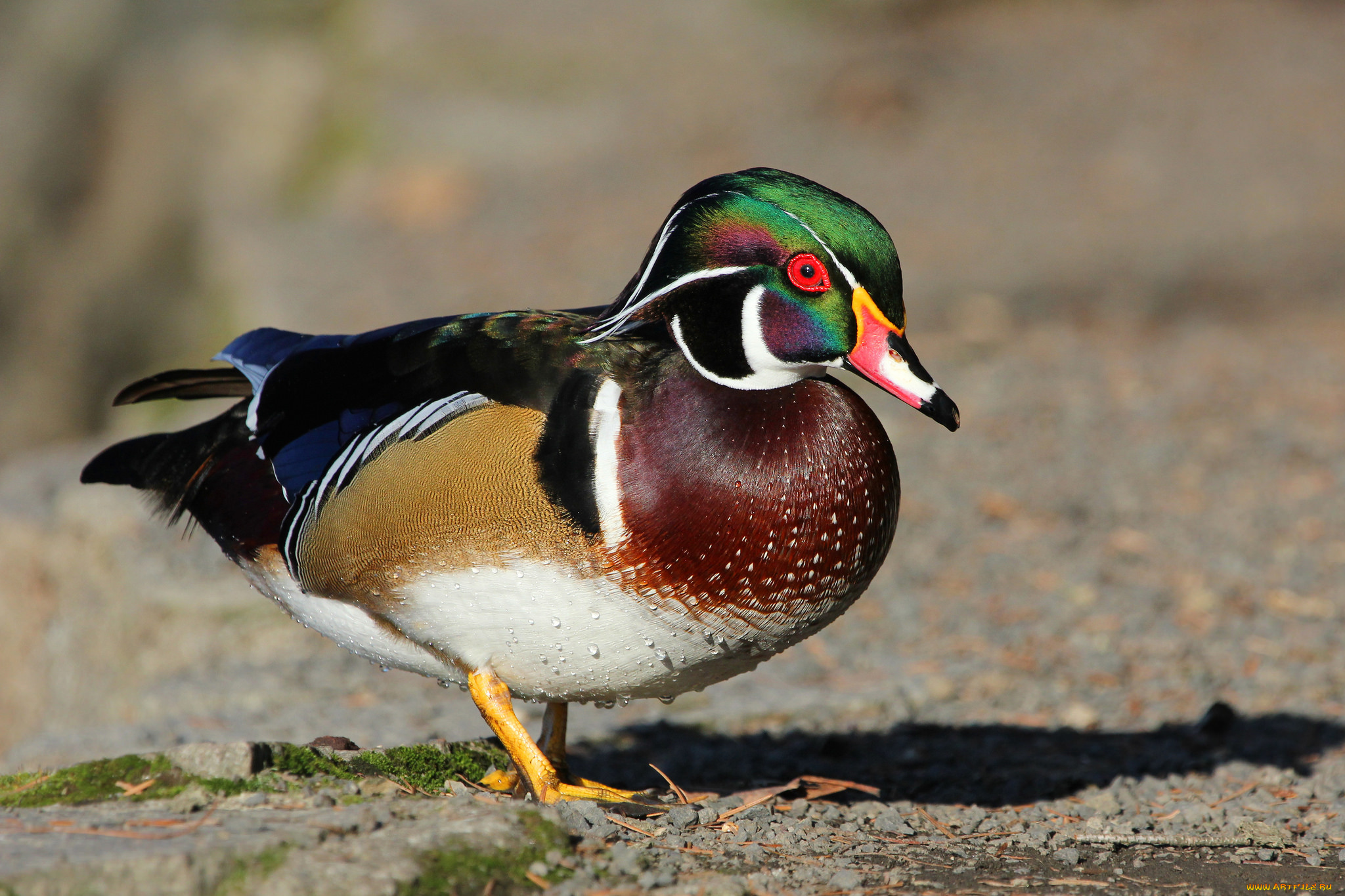 животные, утки, бере, утка