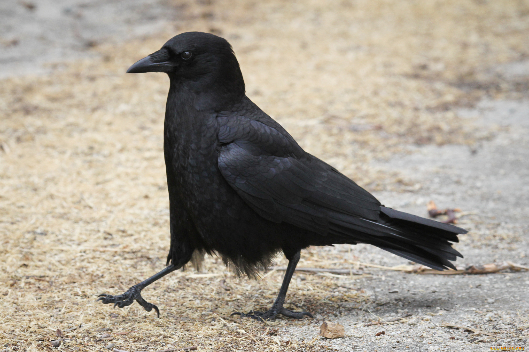 животные, вороны, , грачи, , галки, птица, походка