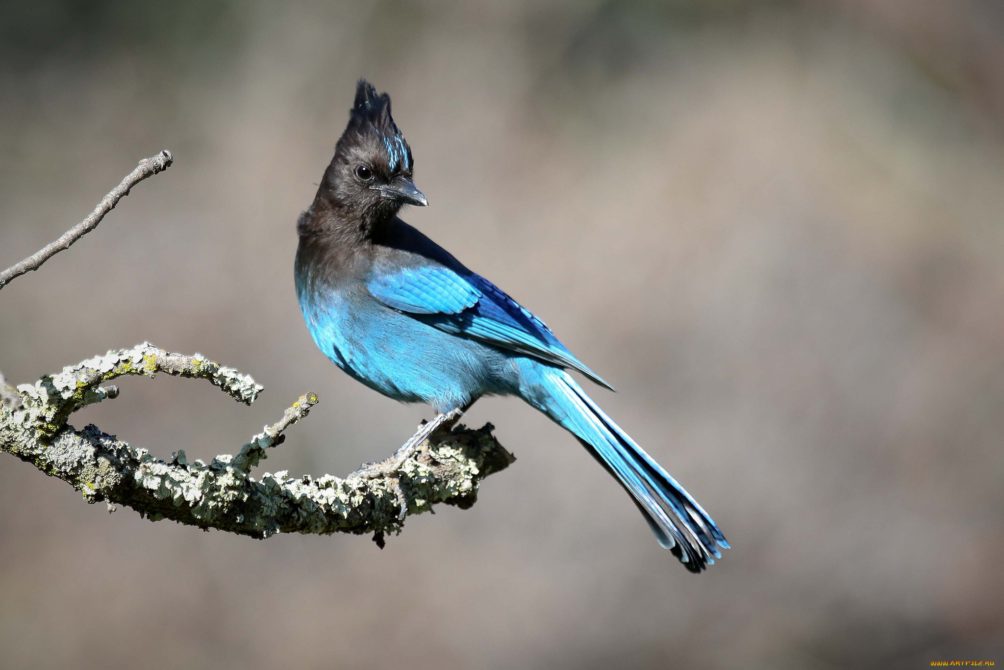 животные, сойки, ветки, листва, птичка