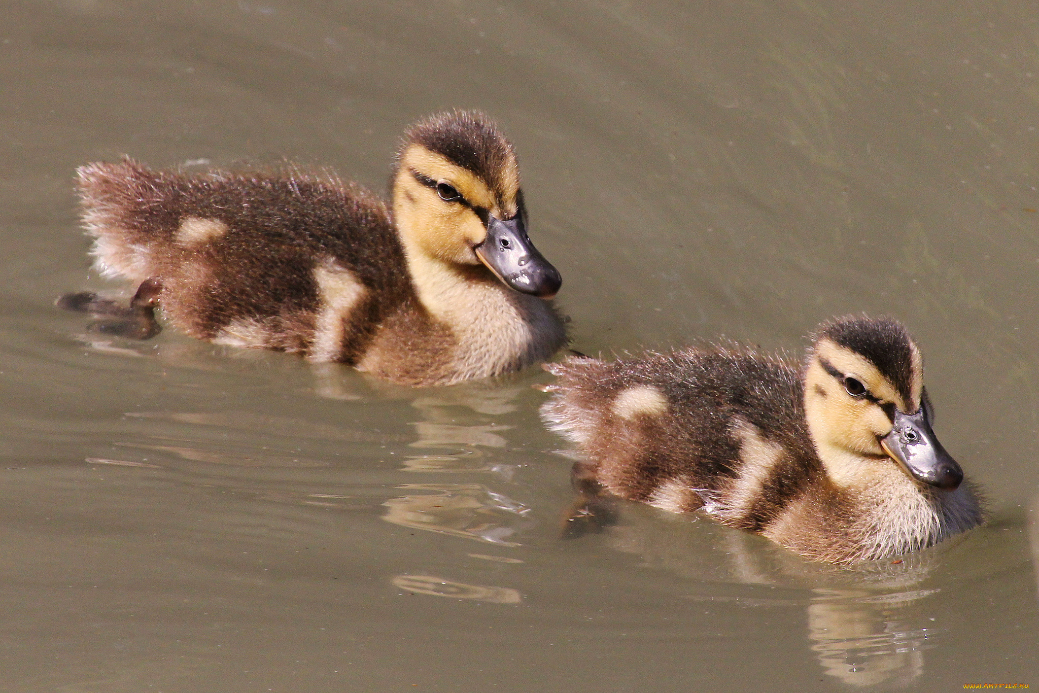 животные, утки, вода, утята