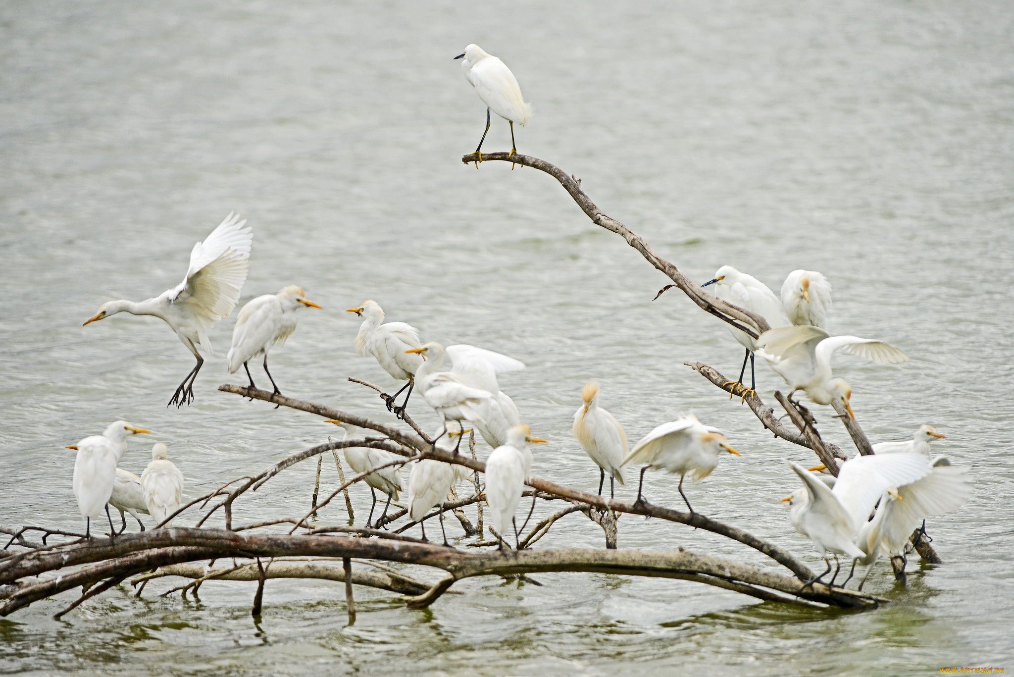 животные, цапли, стая