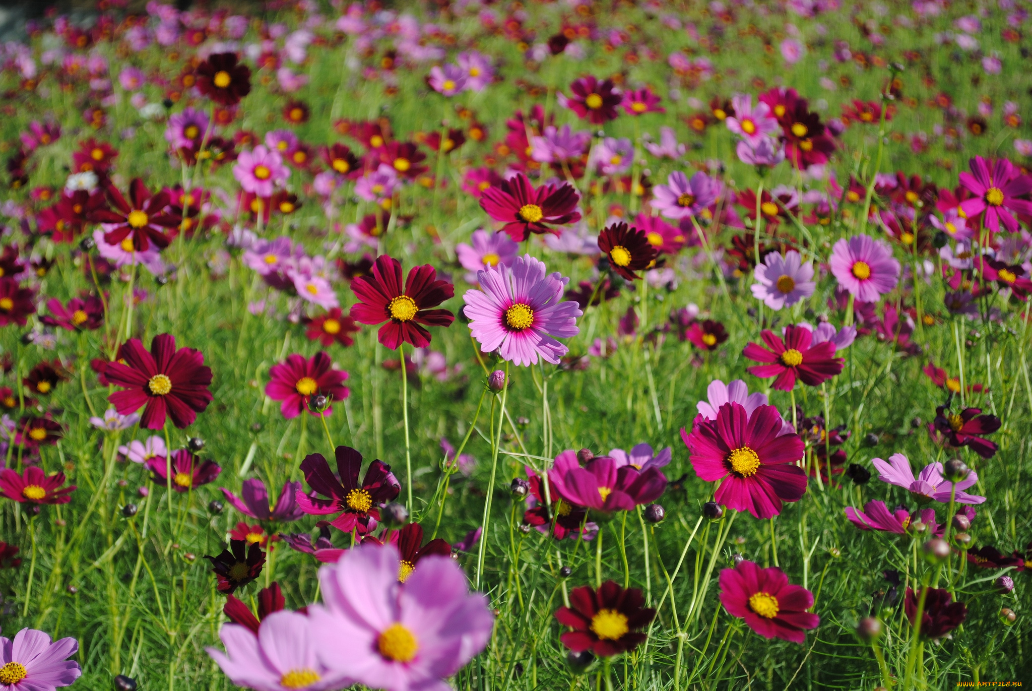 цветы, космея, луг