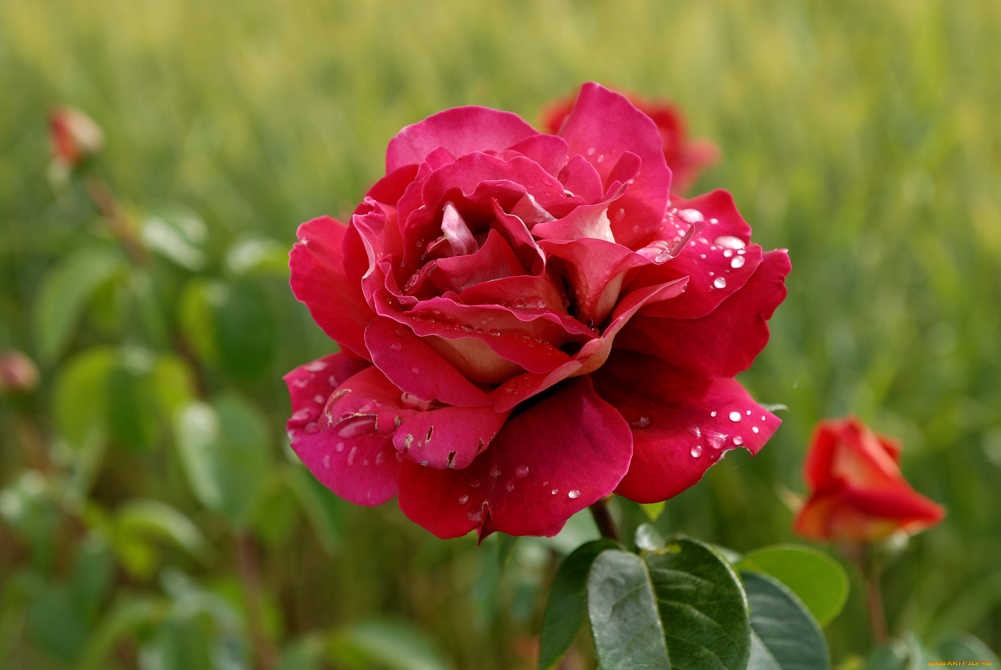 цветы, розы, красный