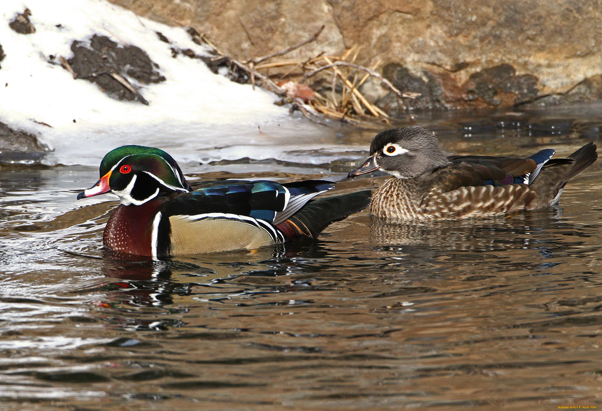 животные, утки, утка, вода