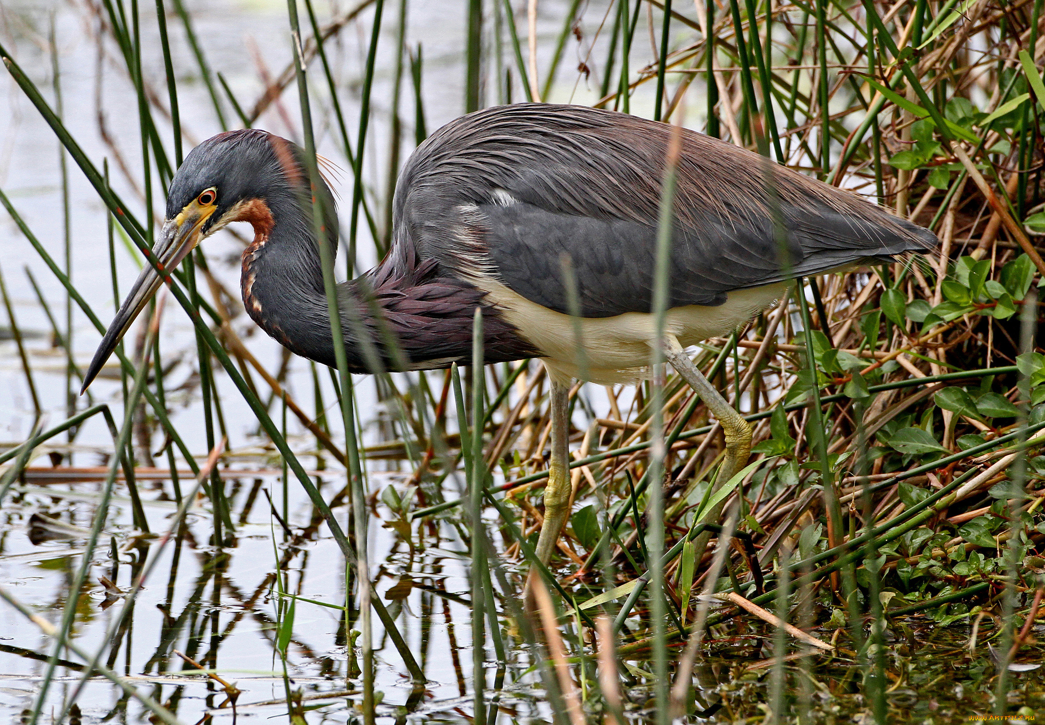 животные, цапли, цапля, водоем